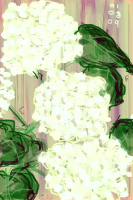Annabel Hydrangeas