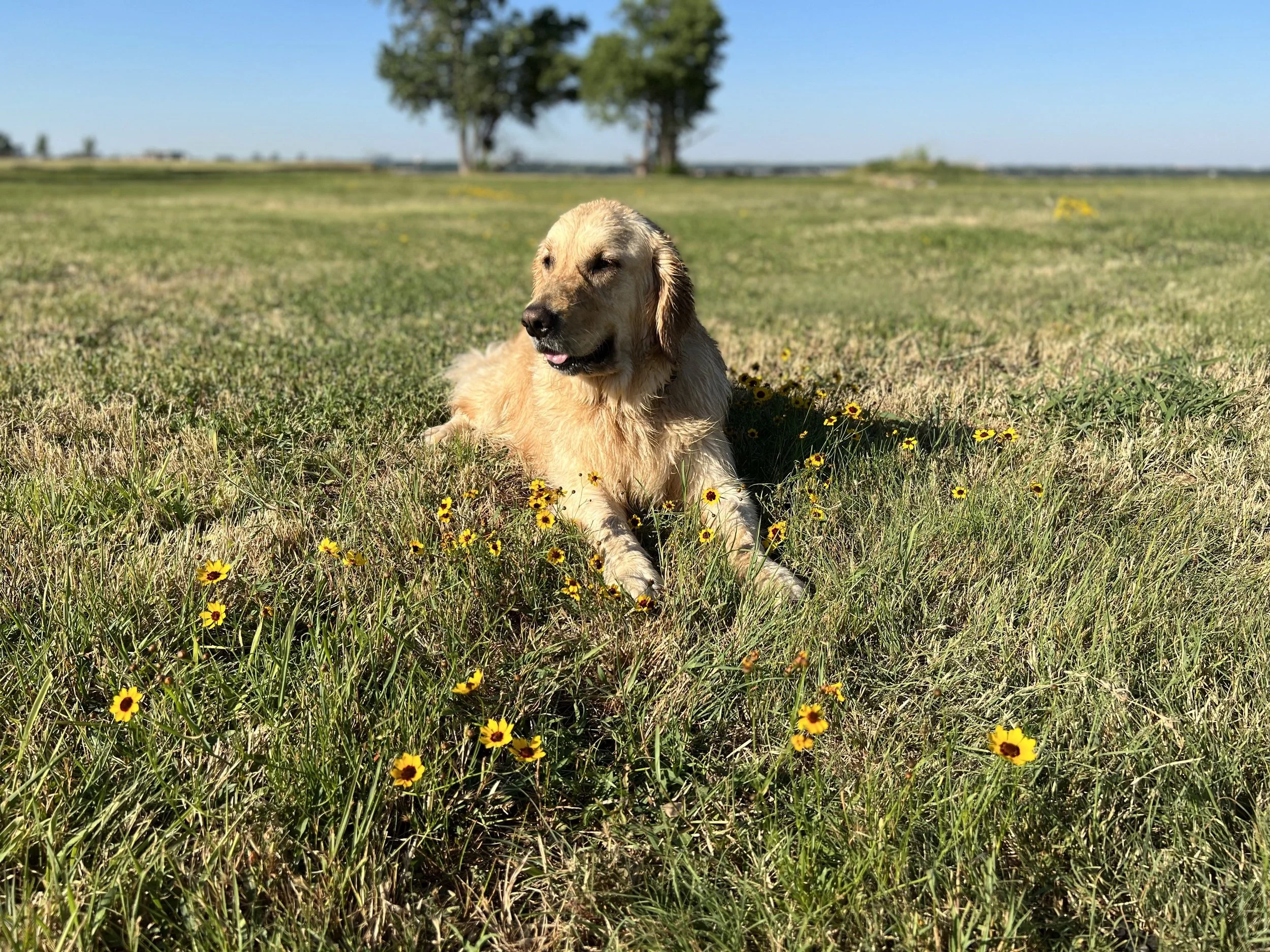 Golden retriever dog lying on grass field with yellow flowers, trees in the background on a sunny day.