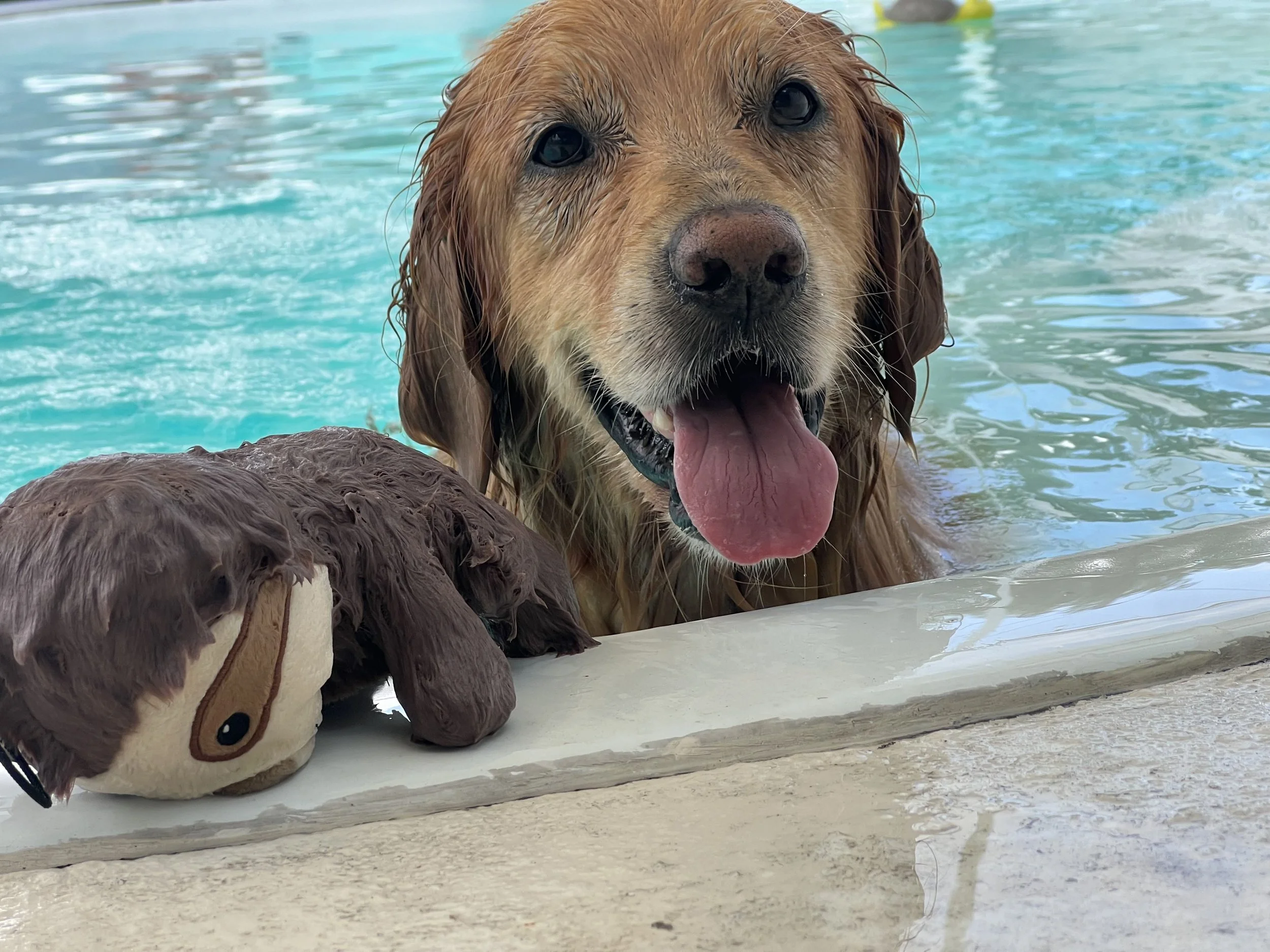 Golden retriever dog in swimming pool with a stuffed animal toy on the pool's edge.