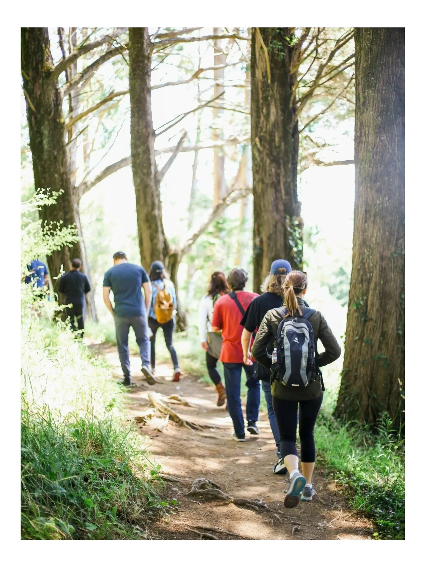 A group of people hiking on a forest trail surrounded by tall trees and green foliage.