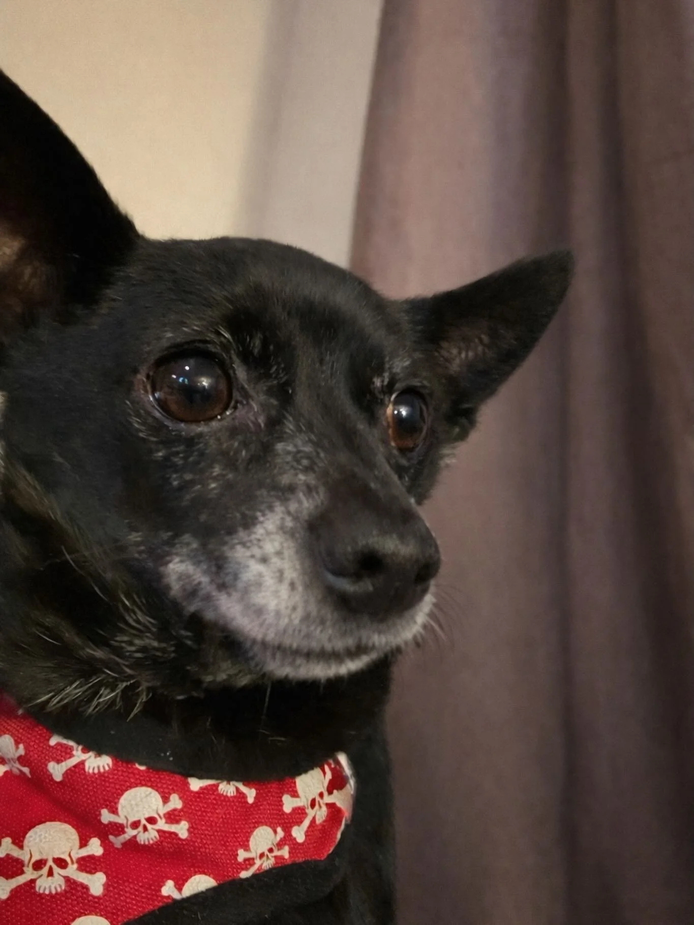 Some heroes wear capes&hellip;
Finn wears a red skull harness and runs the house. 💀❤️

This little legend has been by our side through every late night design session, coffee refill, and wild Atomic Critter idea. Proof that you don&rsquo;t need to b