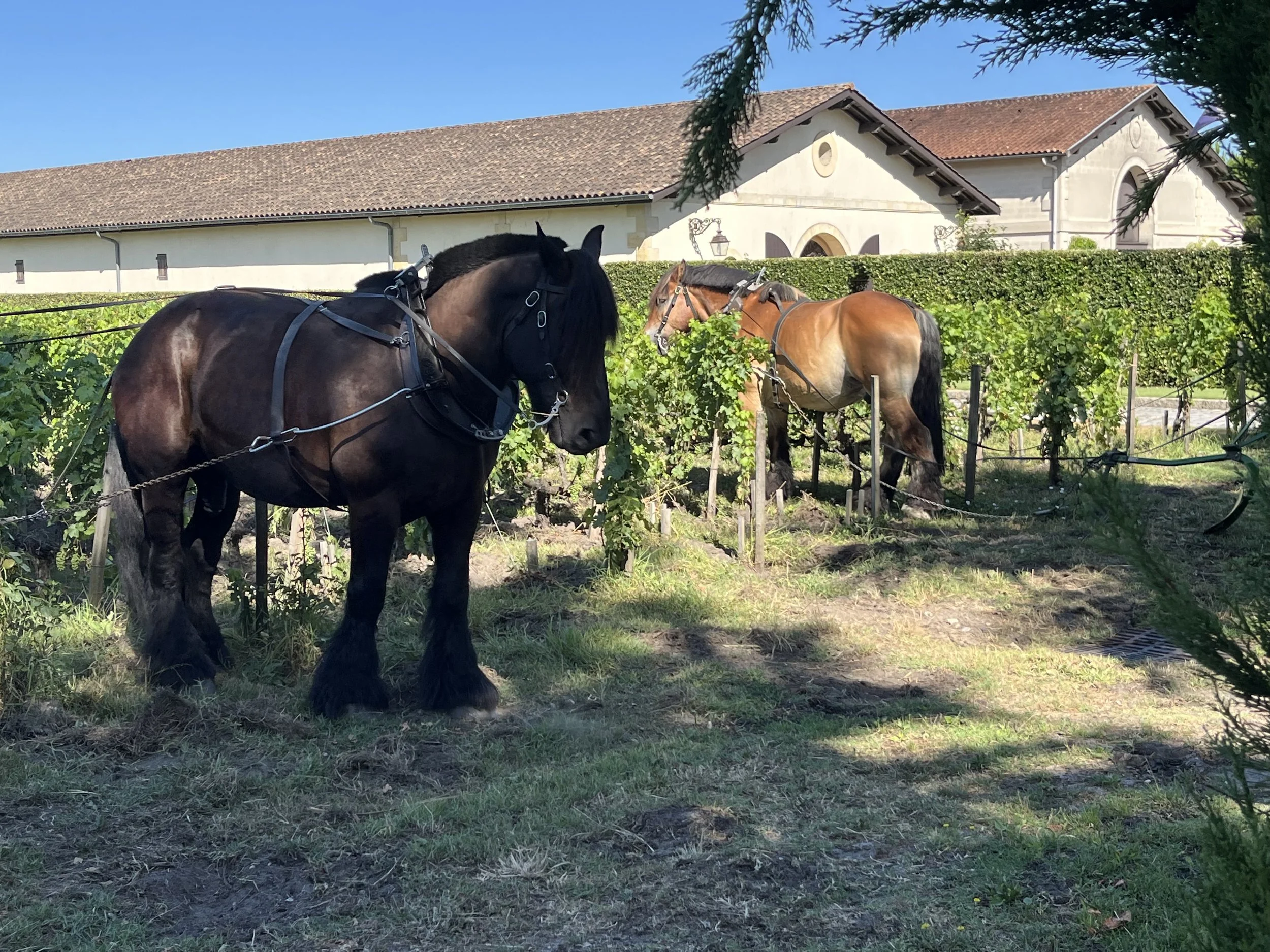 Private Full Day Experience, Left Bank: Pessac-Léognan and Graves (Priced Per Group)