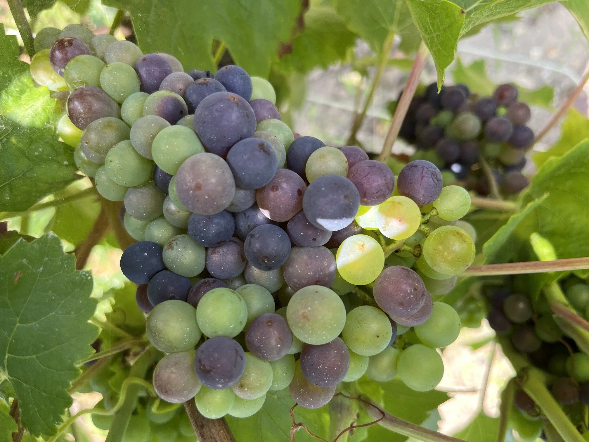 Médoc Grands Crus Private Connoisseur Experience (Priced Per Group)