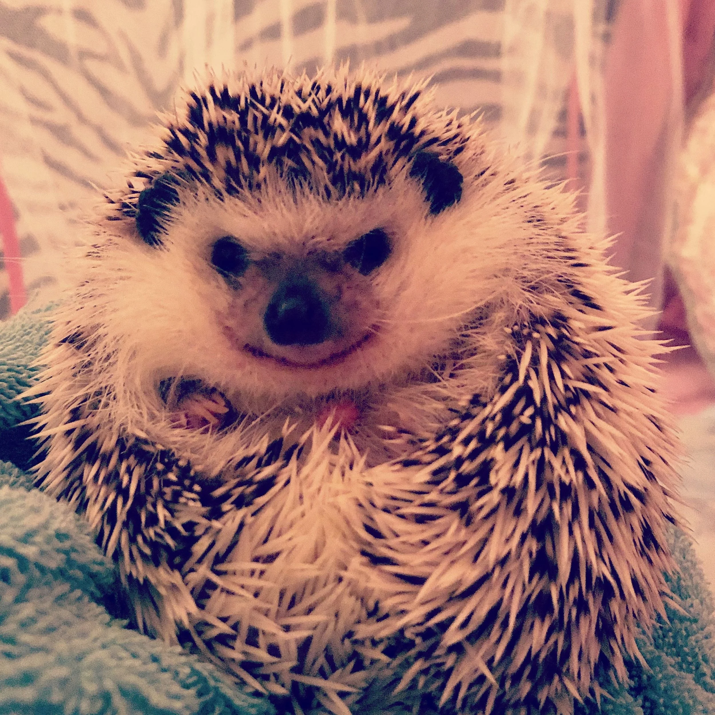 Close-up of a smiling hedgehog with spines, lying on a textured blanket.