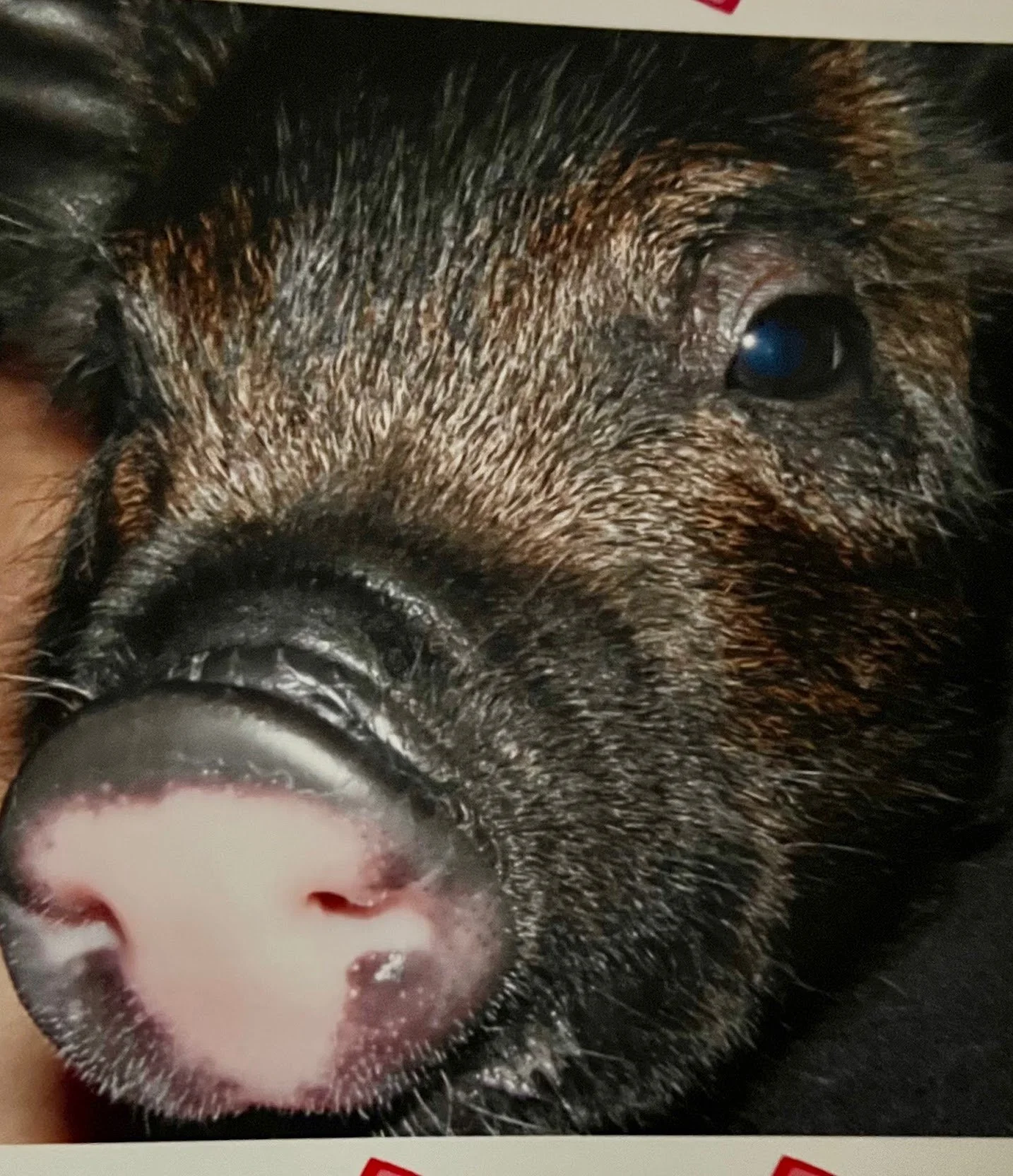 Close-up of a piglet's face, showing its snout, eye, and fur.
