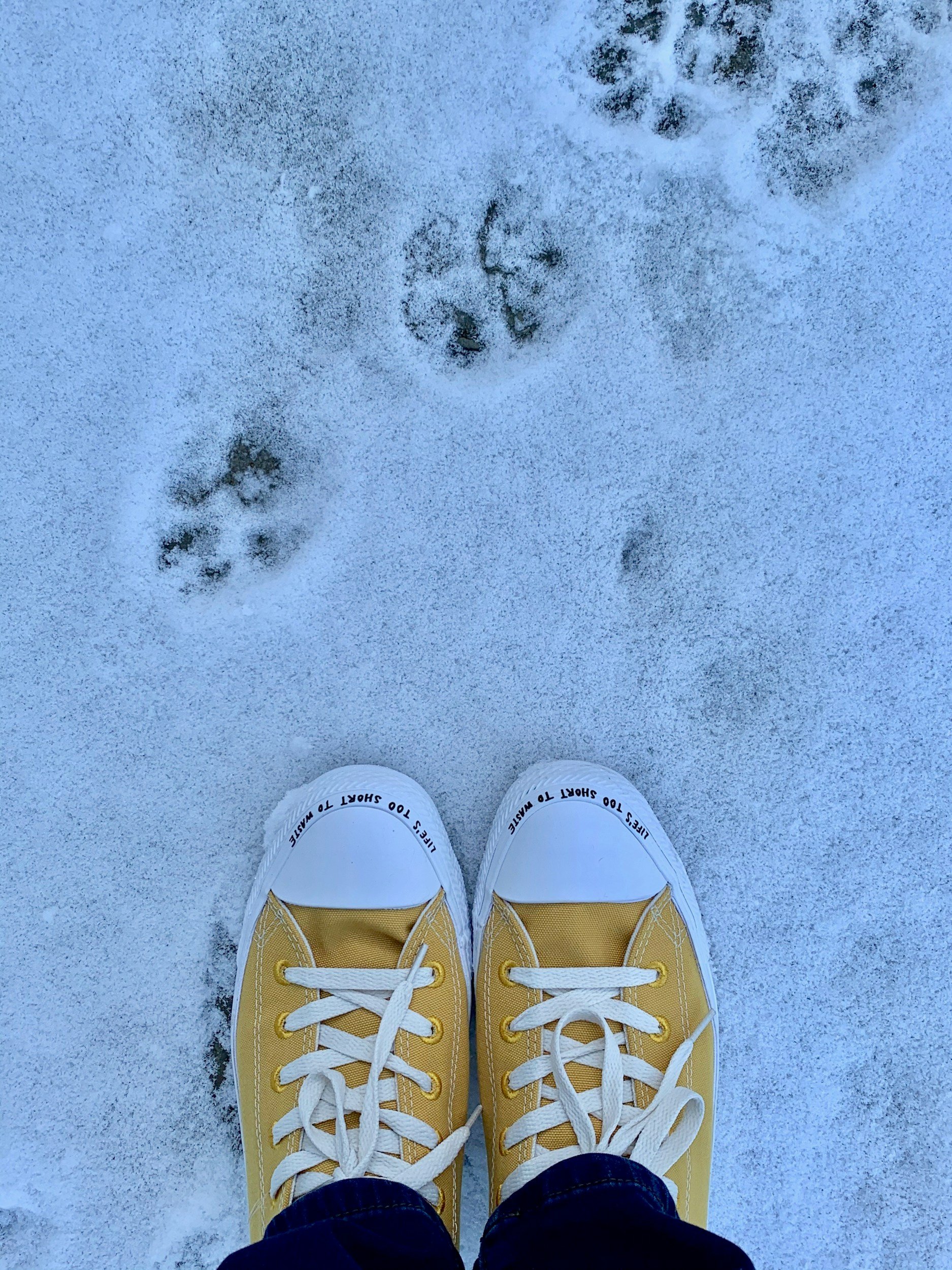 Yellow sneakers on snow with animal tracks nearby.