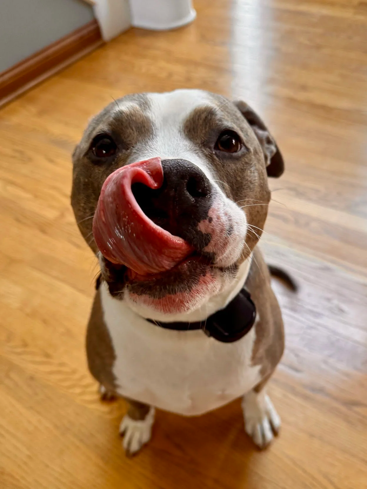 A brown and white dog with a black collar licking its nose with tongue curled up.