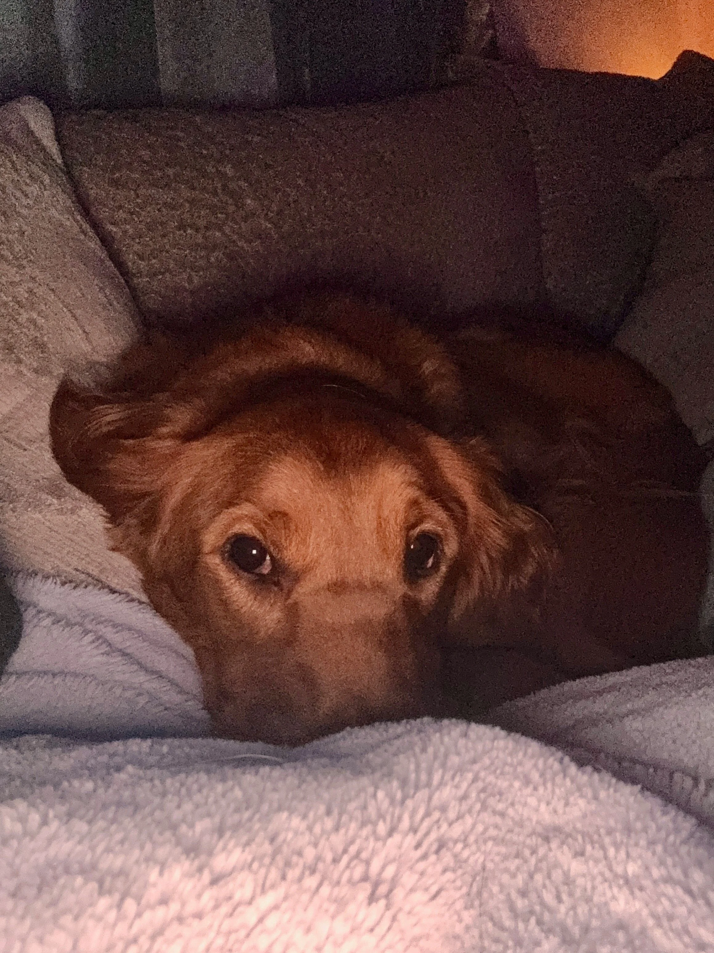 A brown dog lying on a couch, resting its head on a person's lap, with dark cushions in the background.