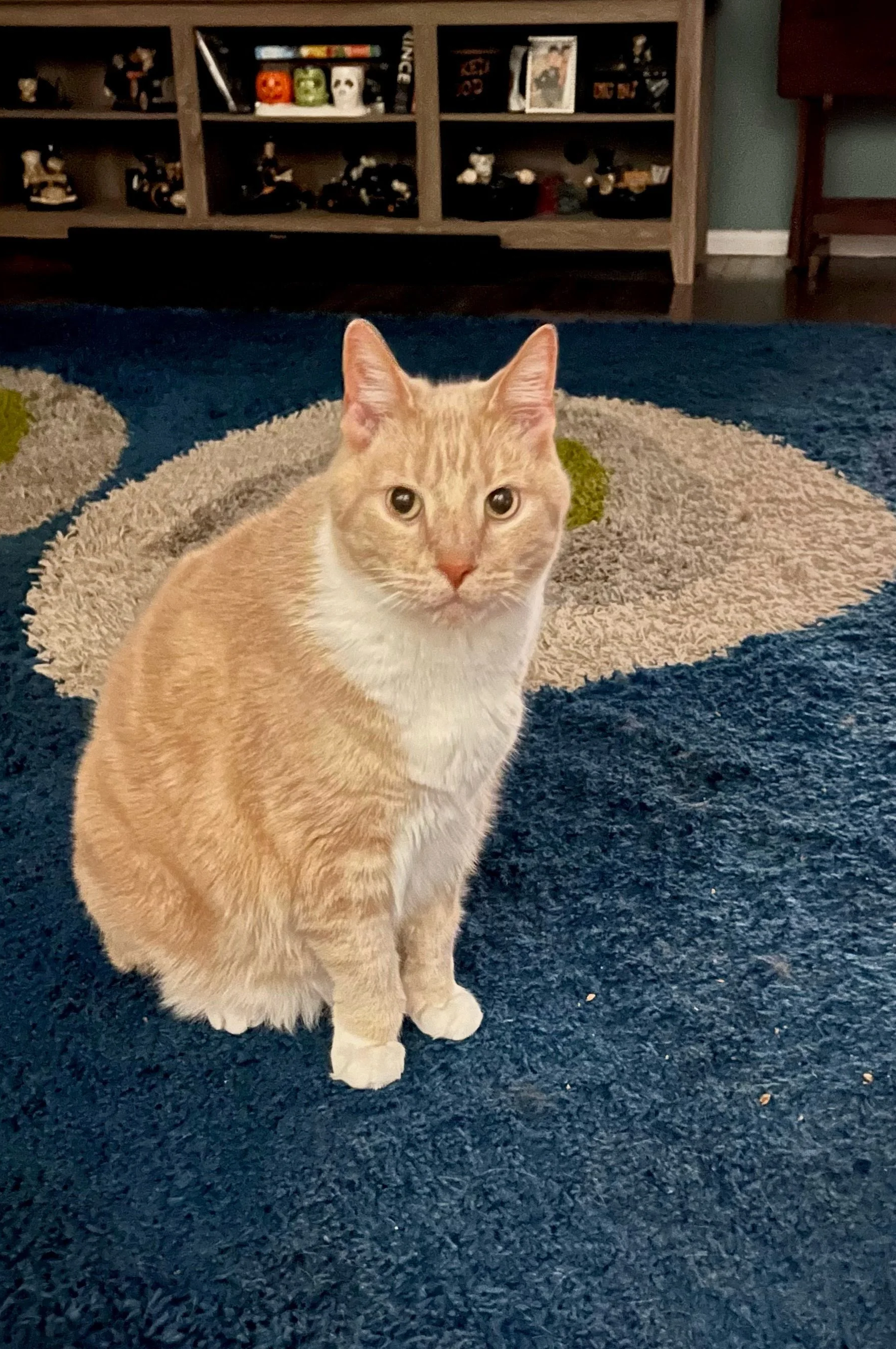 Orange and white domestic cat sitting on a blue carpet with a textured circular pattern in a living room.
