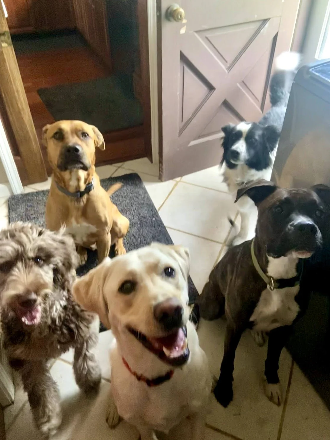 Six dogs of various breeds and colors gathered inside near a doorway, looking at the camera with happy expressions.