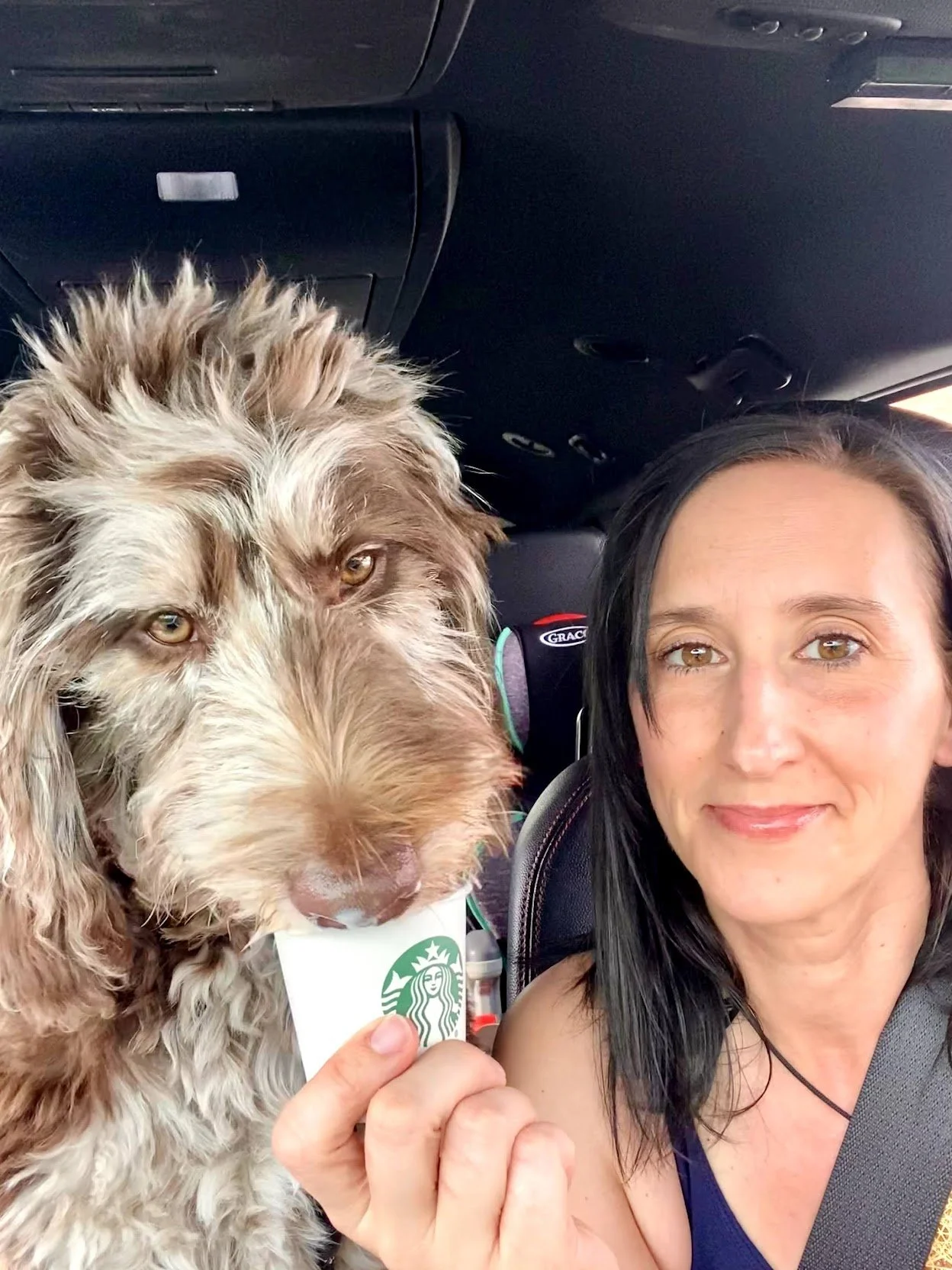 Woman and dog sitting inside a vehicle, woman holding a Starbucks cup with dog drinking from it.