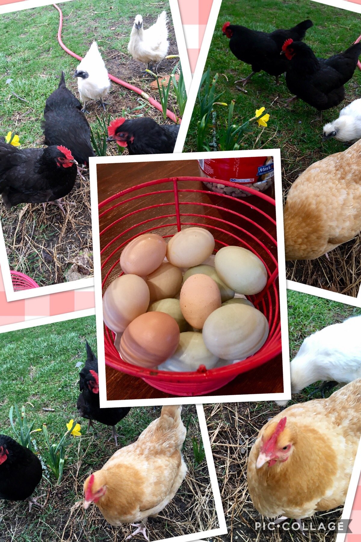 Collage of chickens in a yard with flowers, and a red basket of mixed eggs.