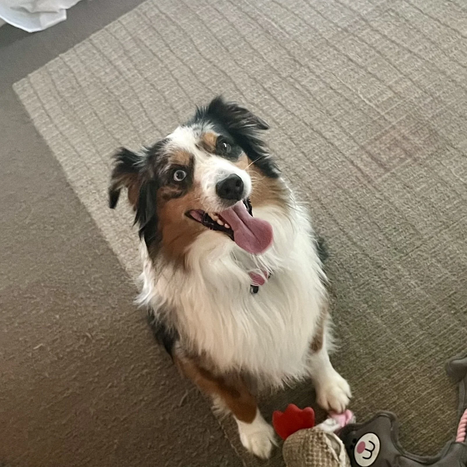 Happy Australian Shepherd dog sitting on carpet with toys, looking up with tongue out.
