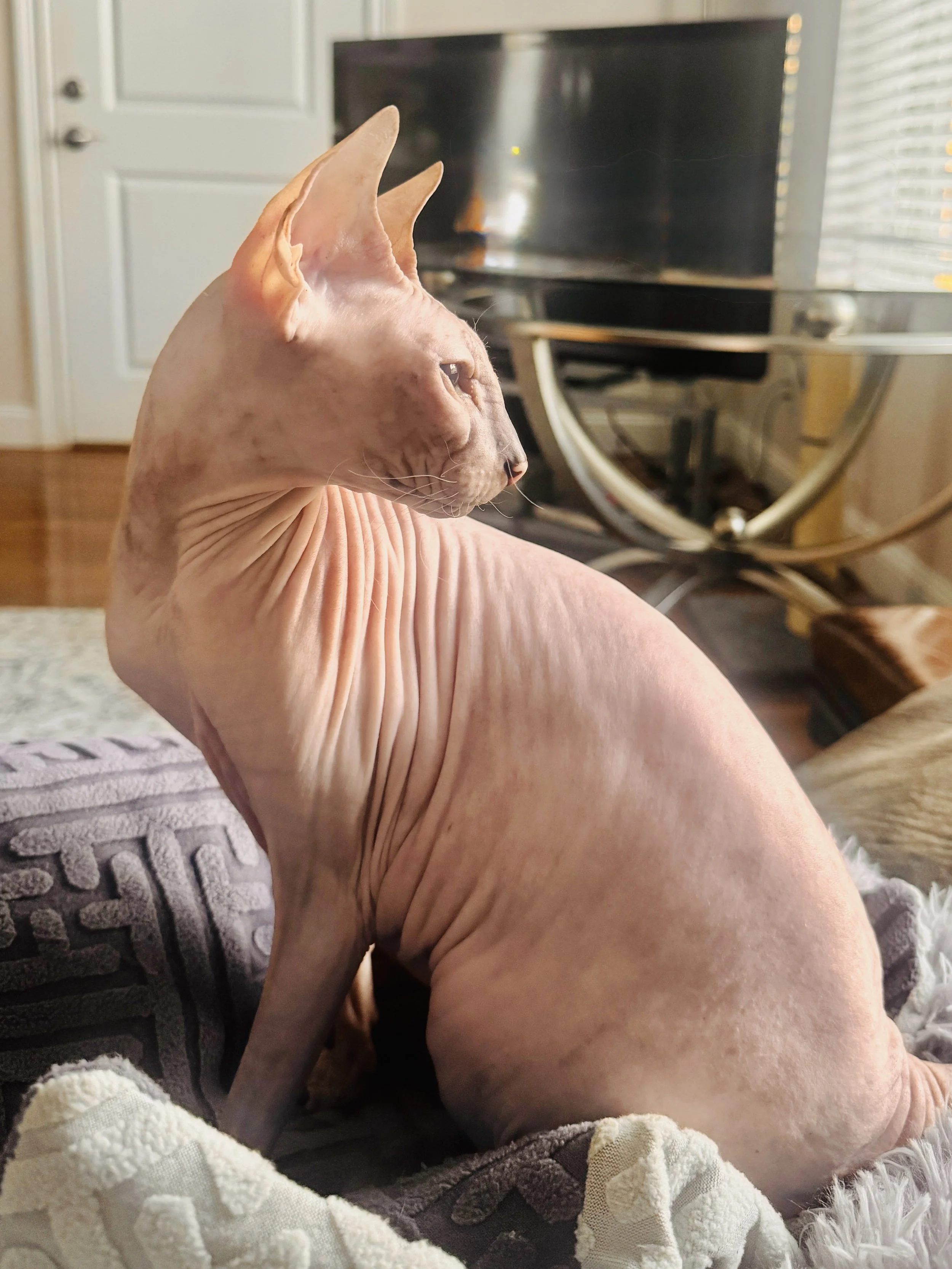 Sphinx cat sitting on a blanket in a living room, looking to the side with wrinkles and a bald appearance.