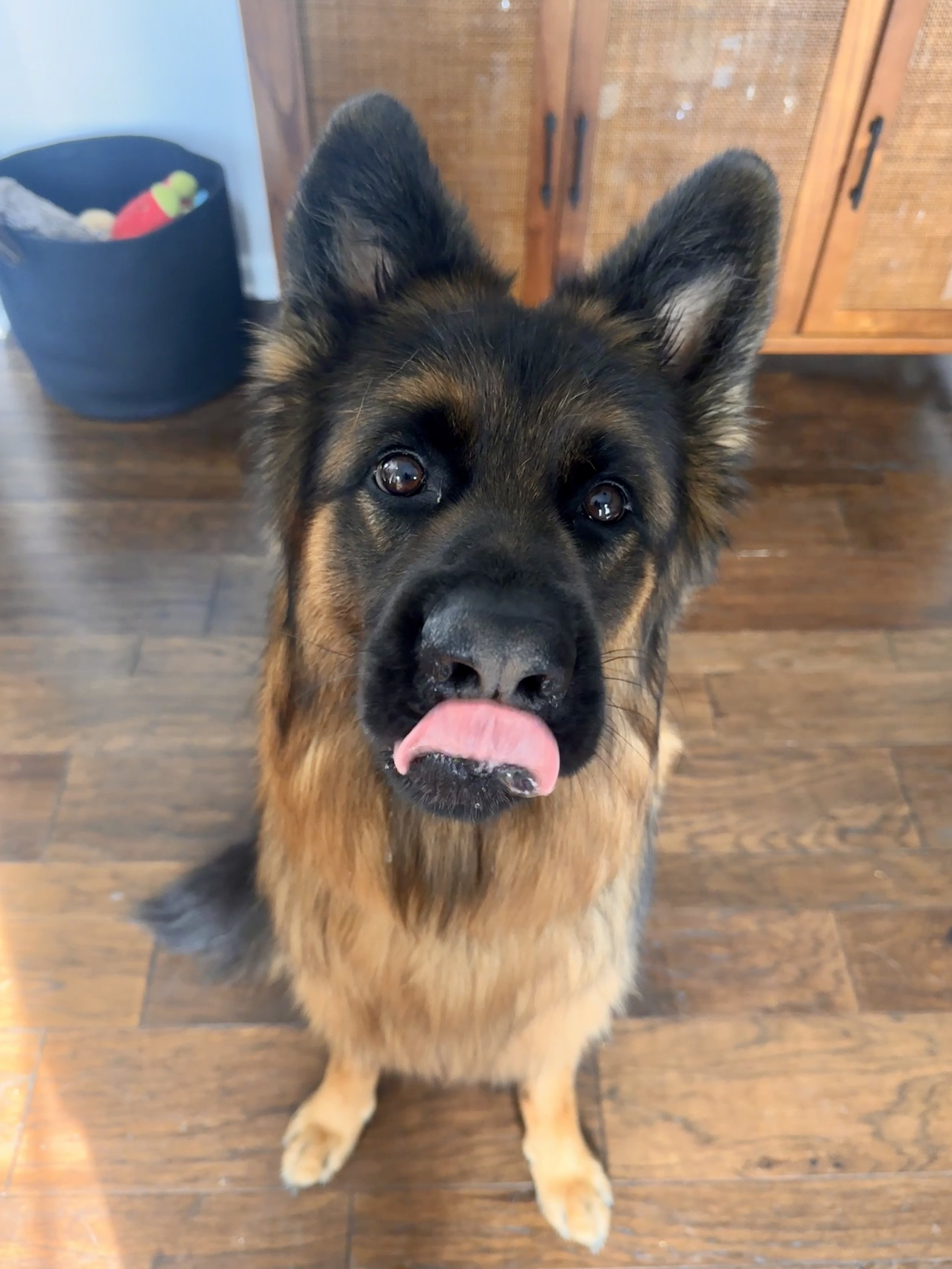 A German Shepherd dog with a black and tan coat, sitting on a wooden floor, licking its nose, looking at the camera.