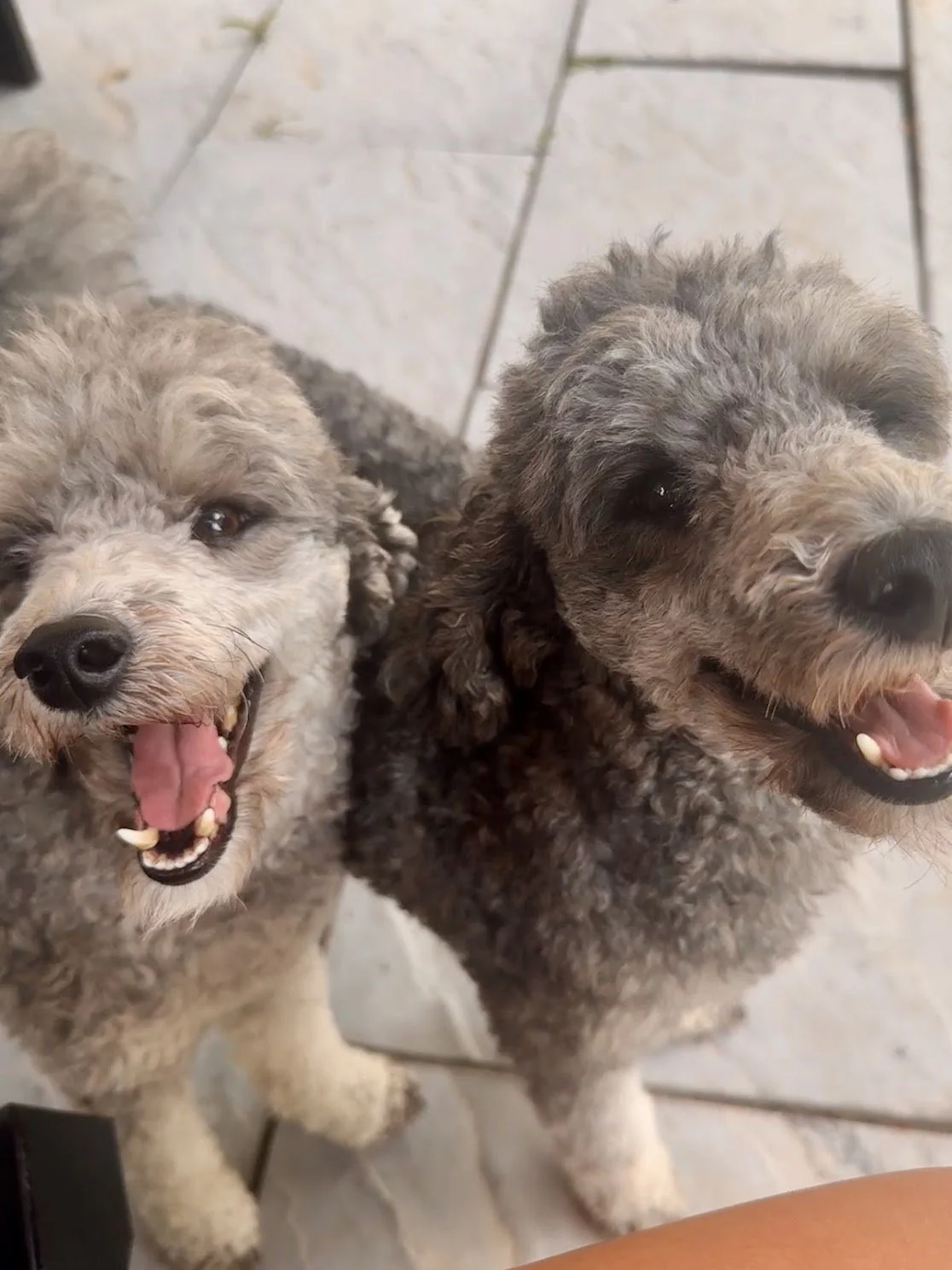 Two dogs with curly fur standing on a tiled floor, facing the camera with happy expressions.