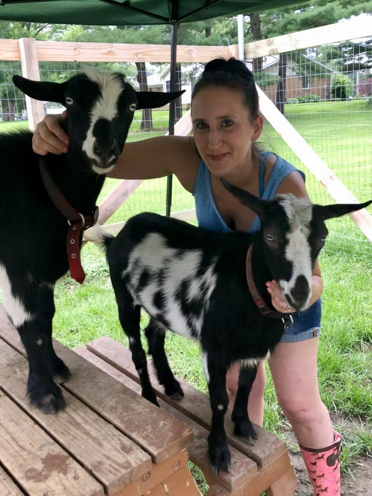 A woman in a blue tank top and shorts hugging two small black and white goats, standing on a wooden platform under a green canopy in a fenced outdoor area.