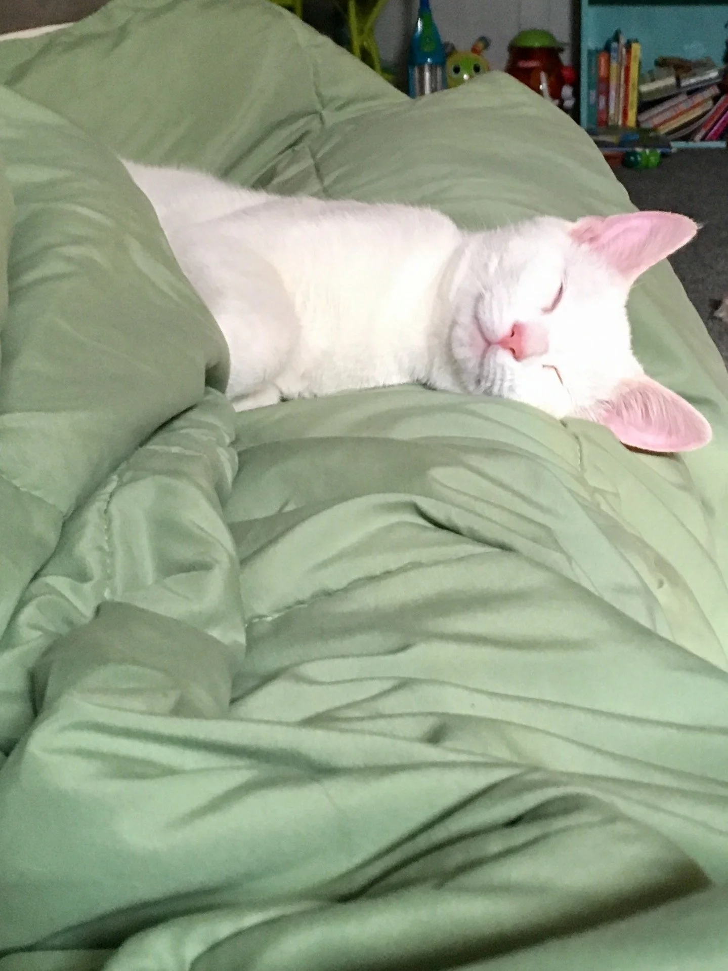 A white cat with pink ears and nose sleeping on a green blanket.