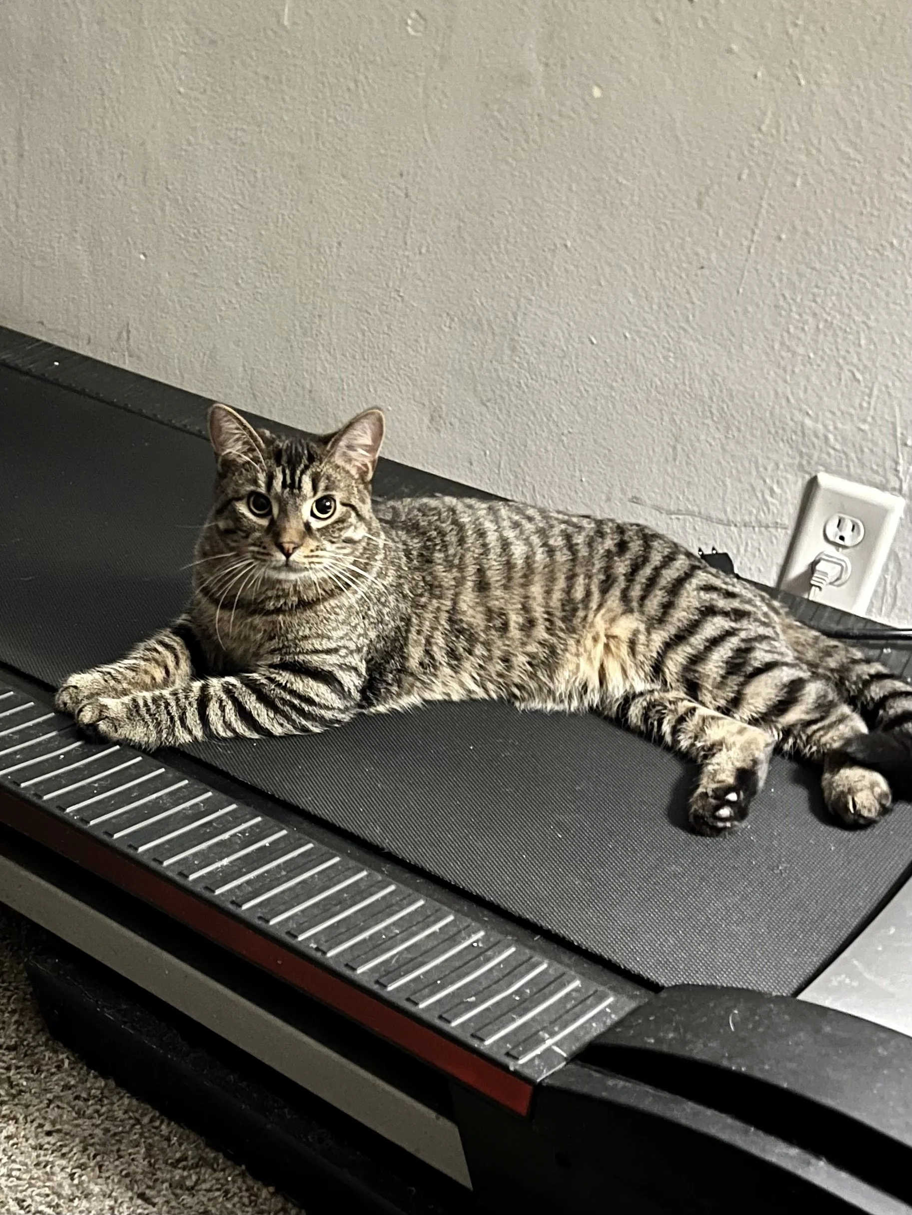 A tabby cat lying on a treadmill, looking at the camera.
