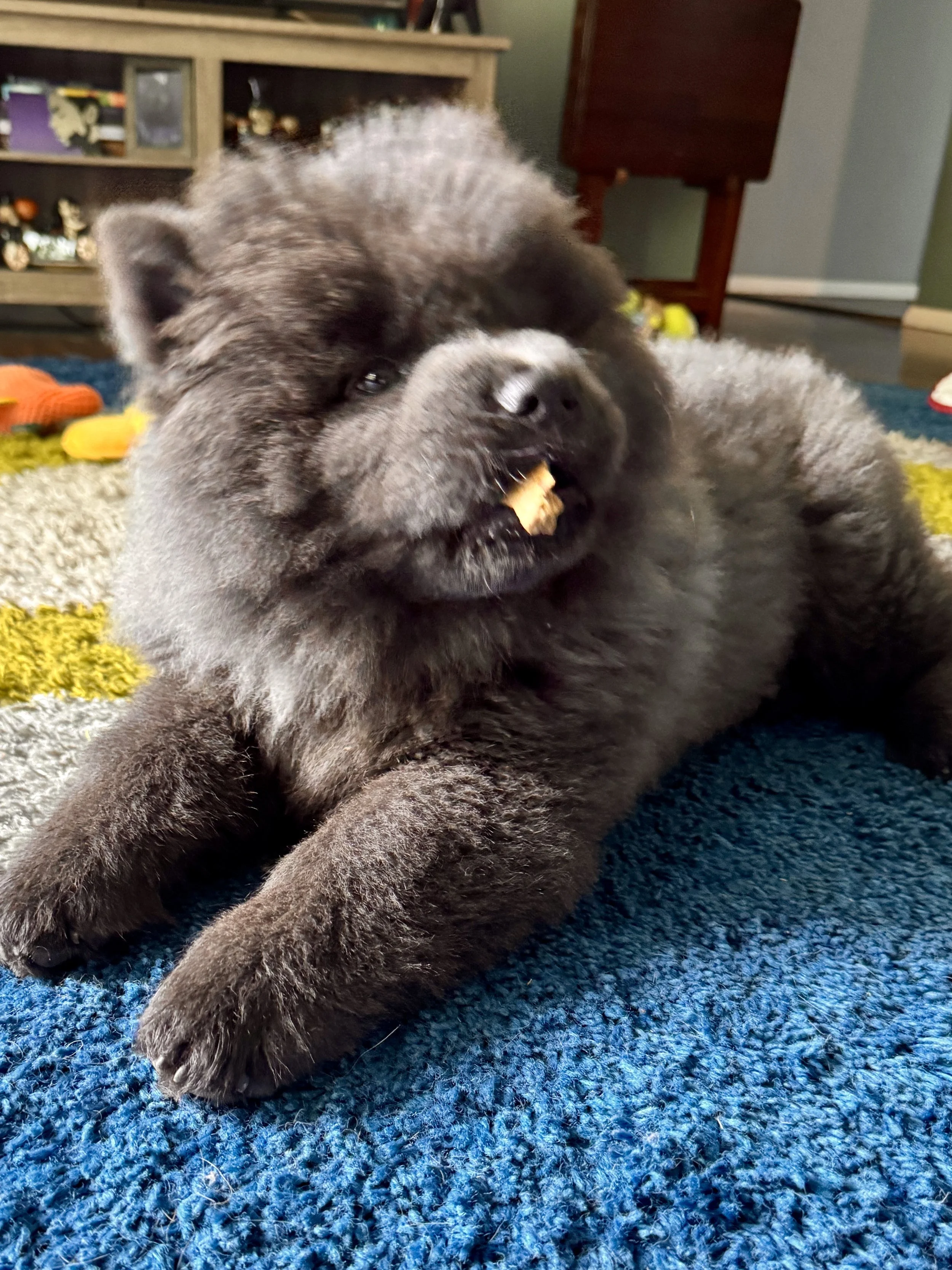 A fluffy black puppy laying on a blue carpet, chewing on a small treat with a mischievous expression.