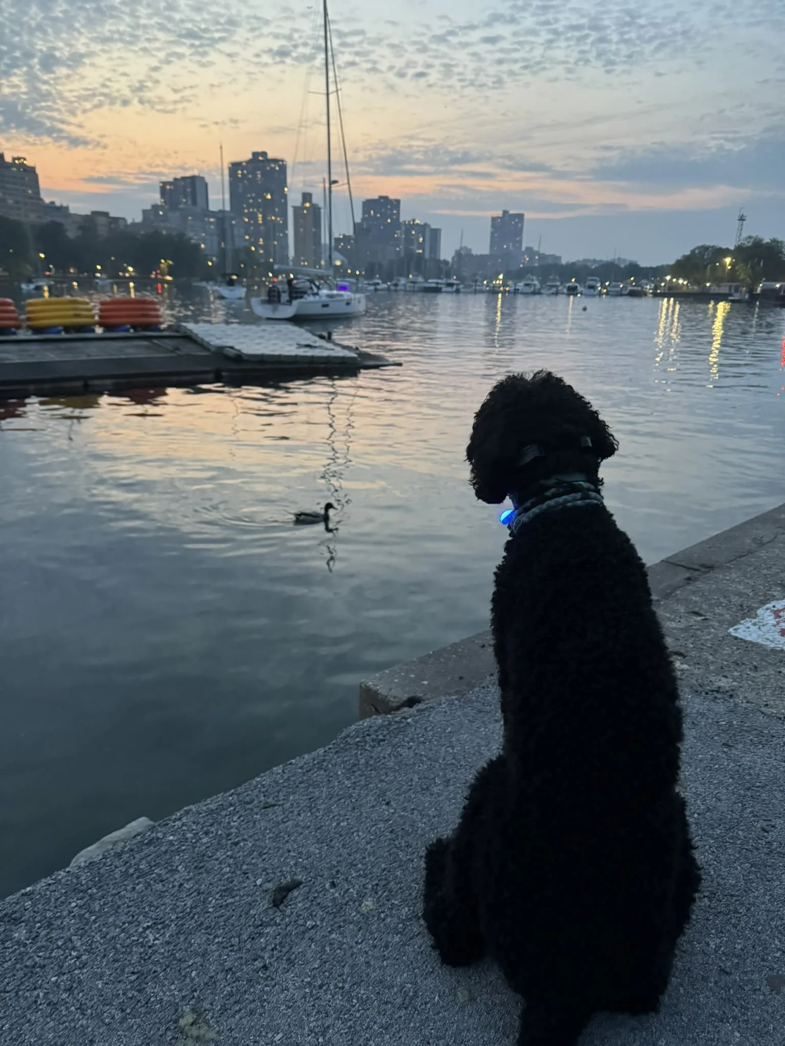 Julia's pup, Winston, takes his mindfulness walks seriously. Especially when ducks are involved.