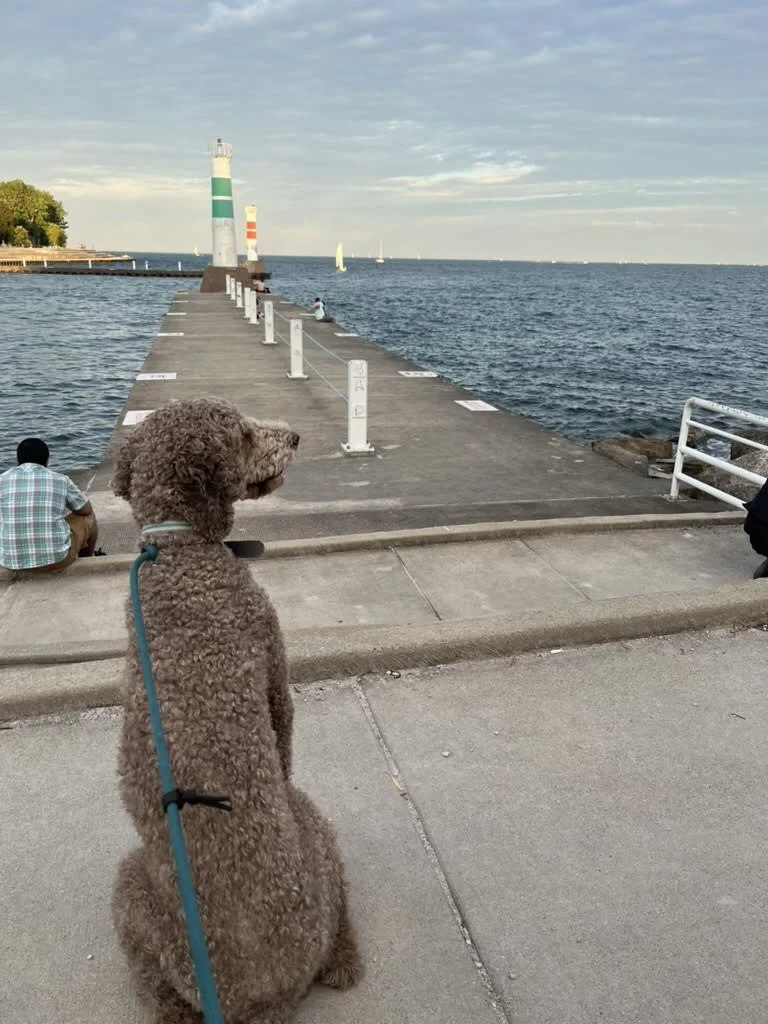 Chauncey enjoying the view at Montrose Harbor with Julia