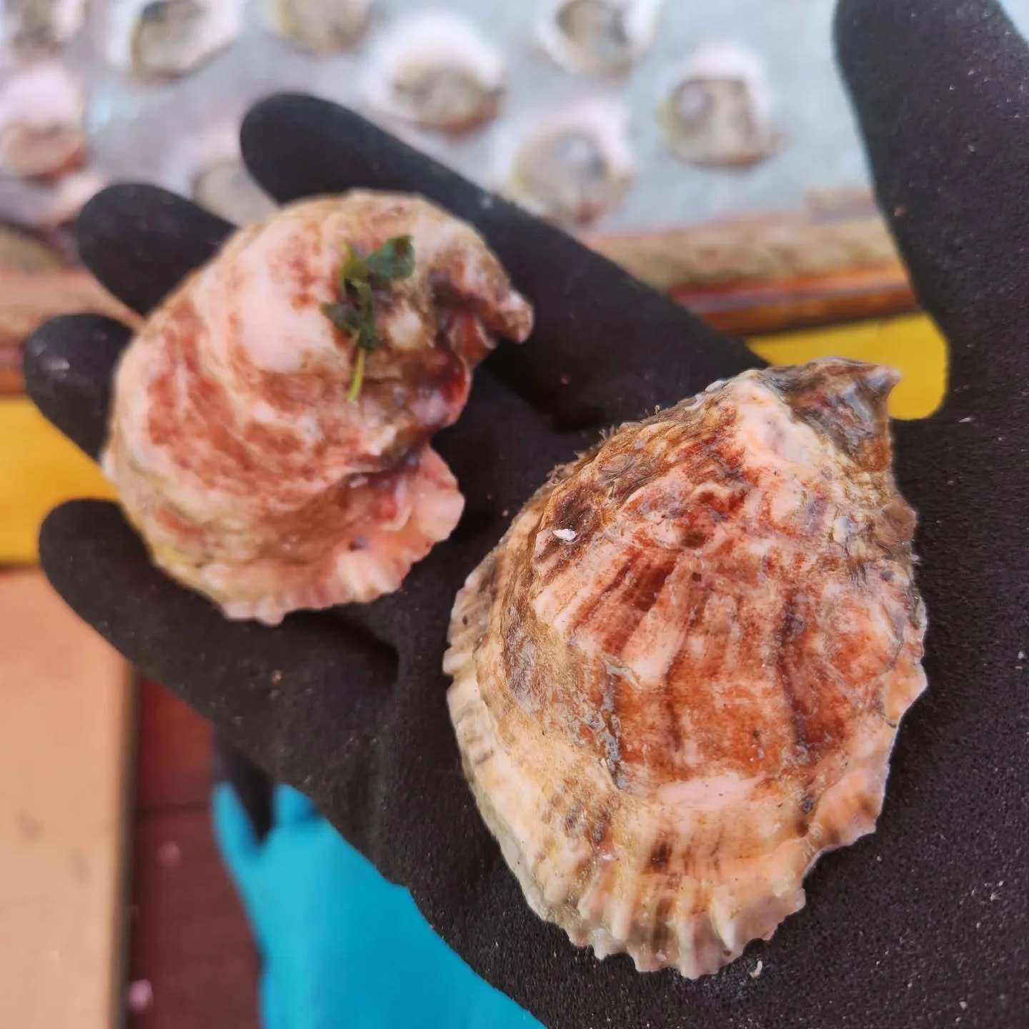 Perfect oysters, perfect cups👌 
Gansett Points&copy;️

#oysters #oyster #BHCOysters