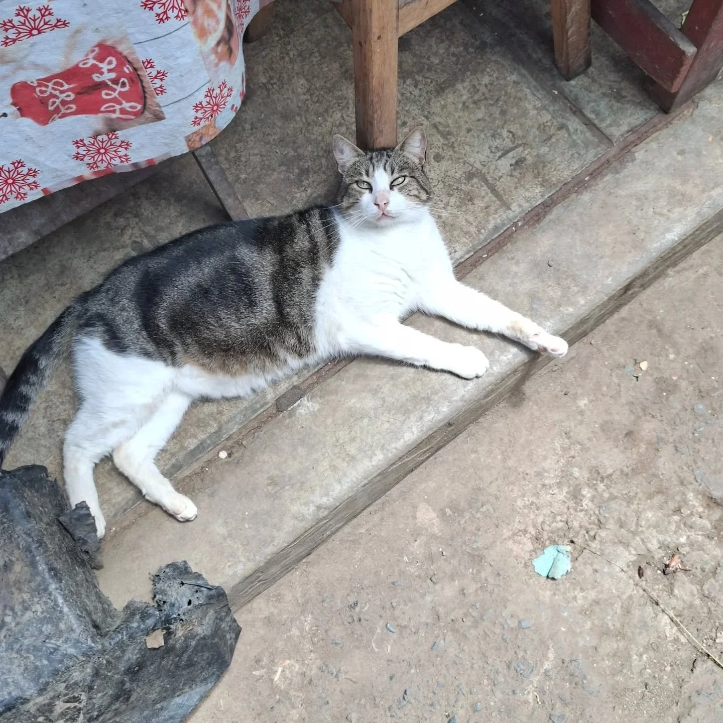 Cat, snow, oysters, farm, snow. Can we go back to the way things were when there was less snow and walking on flat ground wasn't dangerous.