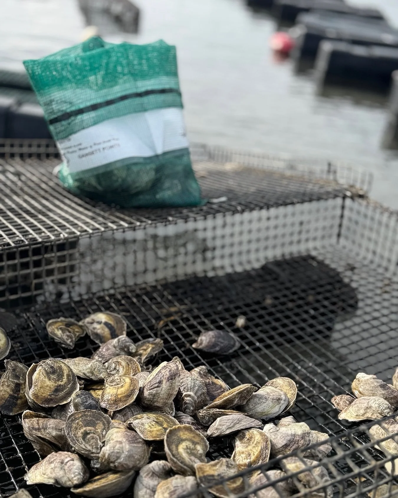 Happy Earth  day 🌎 🦪💐!
 we believe every day is earth day and are proud to be farming and giving back to our mother earth. we hope you eat some oysters and celebrate our beautiful home! 

Did you know just one oyster can filter up to 50 gallons of