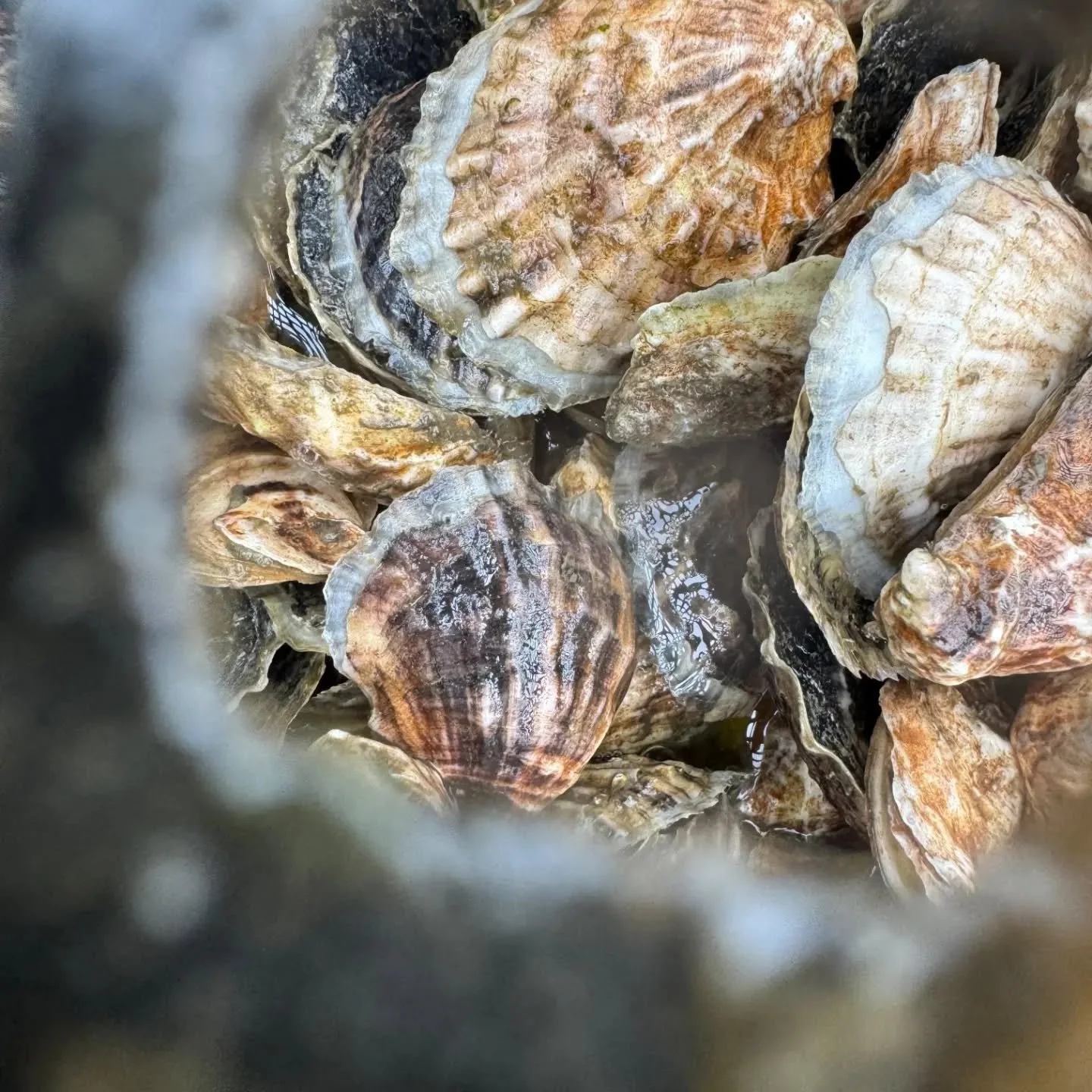 They're awake! :0

#oysters