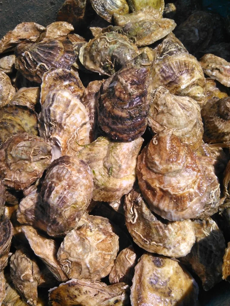 Close-up of a pile of fresh oysters with rough shells.
