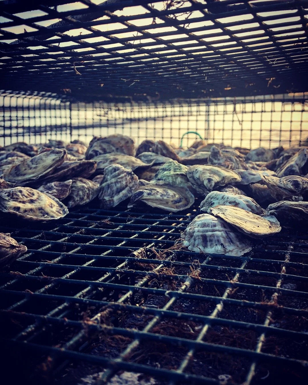 Oysters on a grill inside a wire cage or trap.