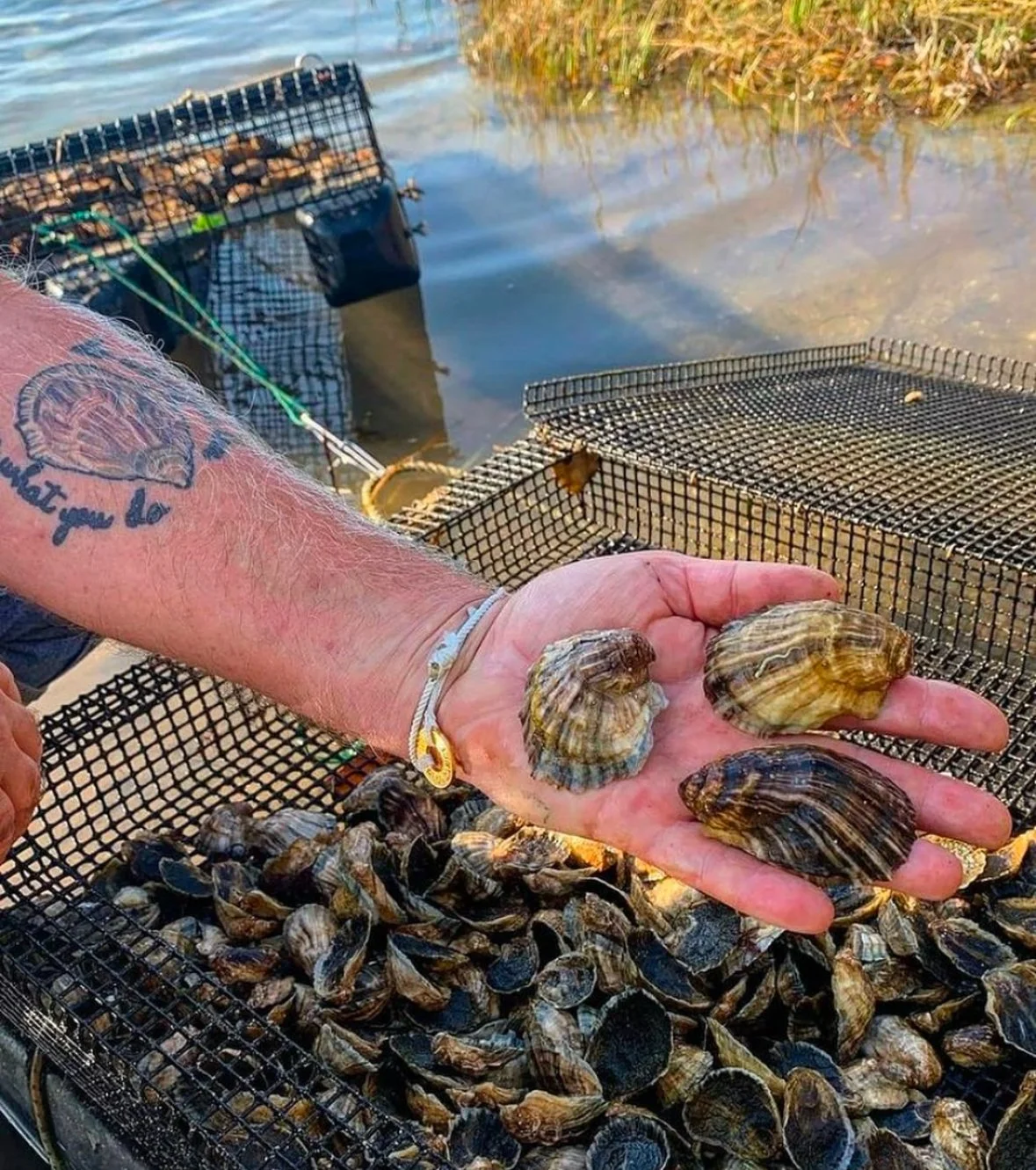 Person holding freshly harvested oysters next to a collection of oysters in a tray at a waterfront location.