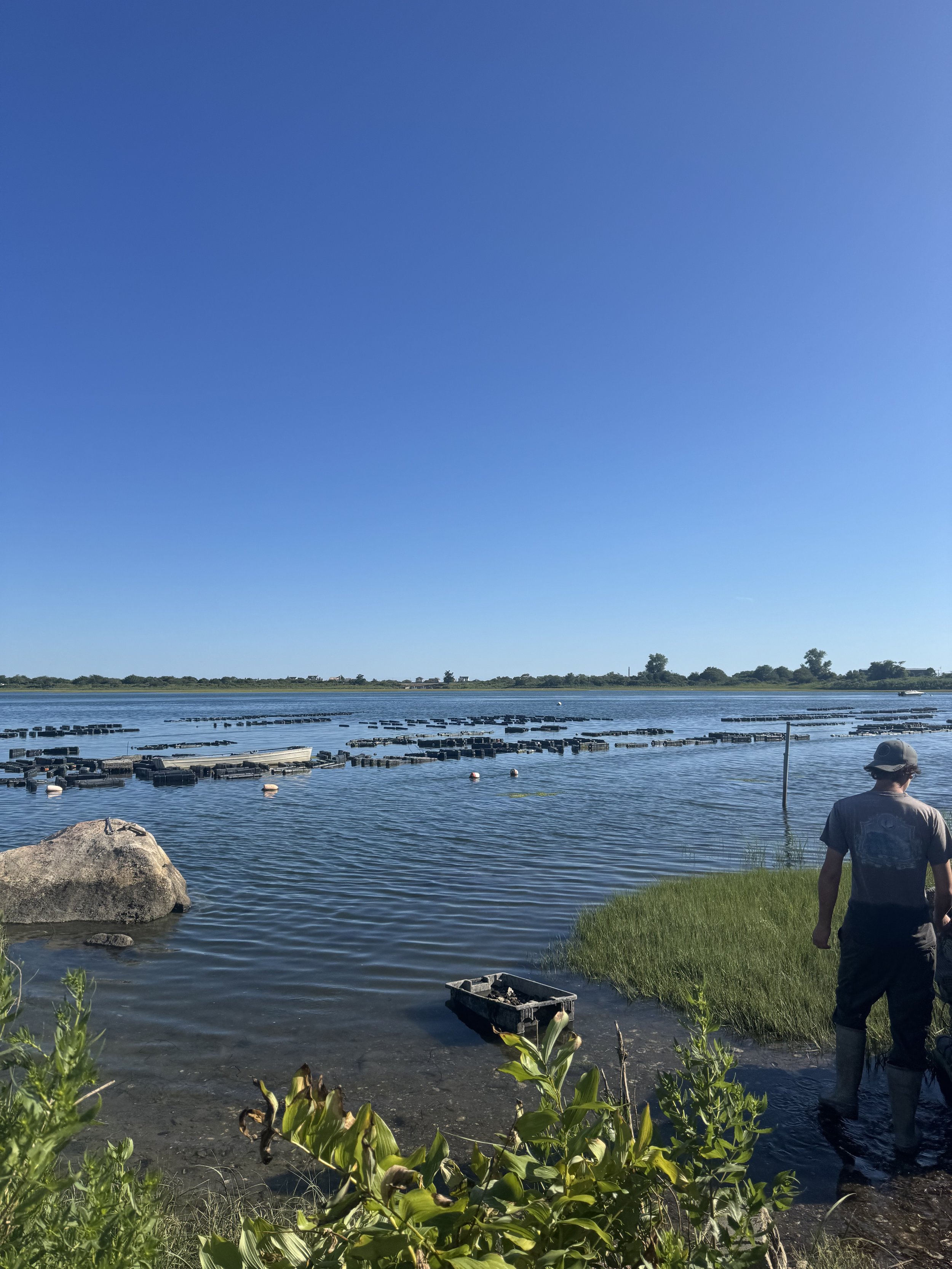 Person walking by a body of water with floating objects and a large rock in the foreground, grass and plants along the water's edge, sunny sky.