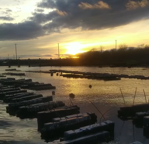 Sunset over a body of water with floating docks and a cloudy sky.