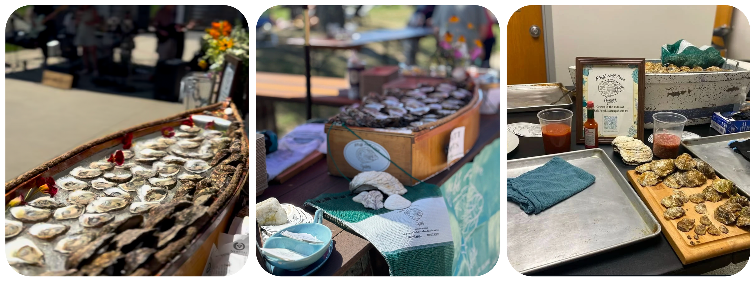 Three close-up images of oyster displays at a market or event. The first shows open oysters on a rustic wooden tray decorated with flower petals. The second features an open wooden box filled with oysters on a table with seashells and informational paper. The third depicts oysters on a tray with sauce bottles and a sign that reads "Bluff Hill Cove" about oysters grown in salt pond tidewaters.
