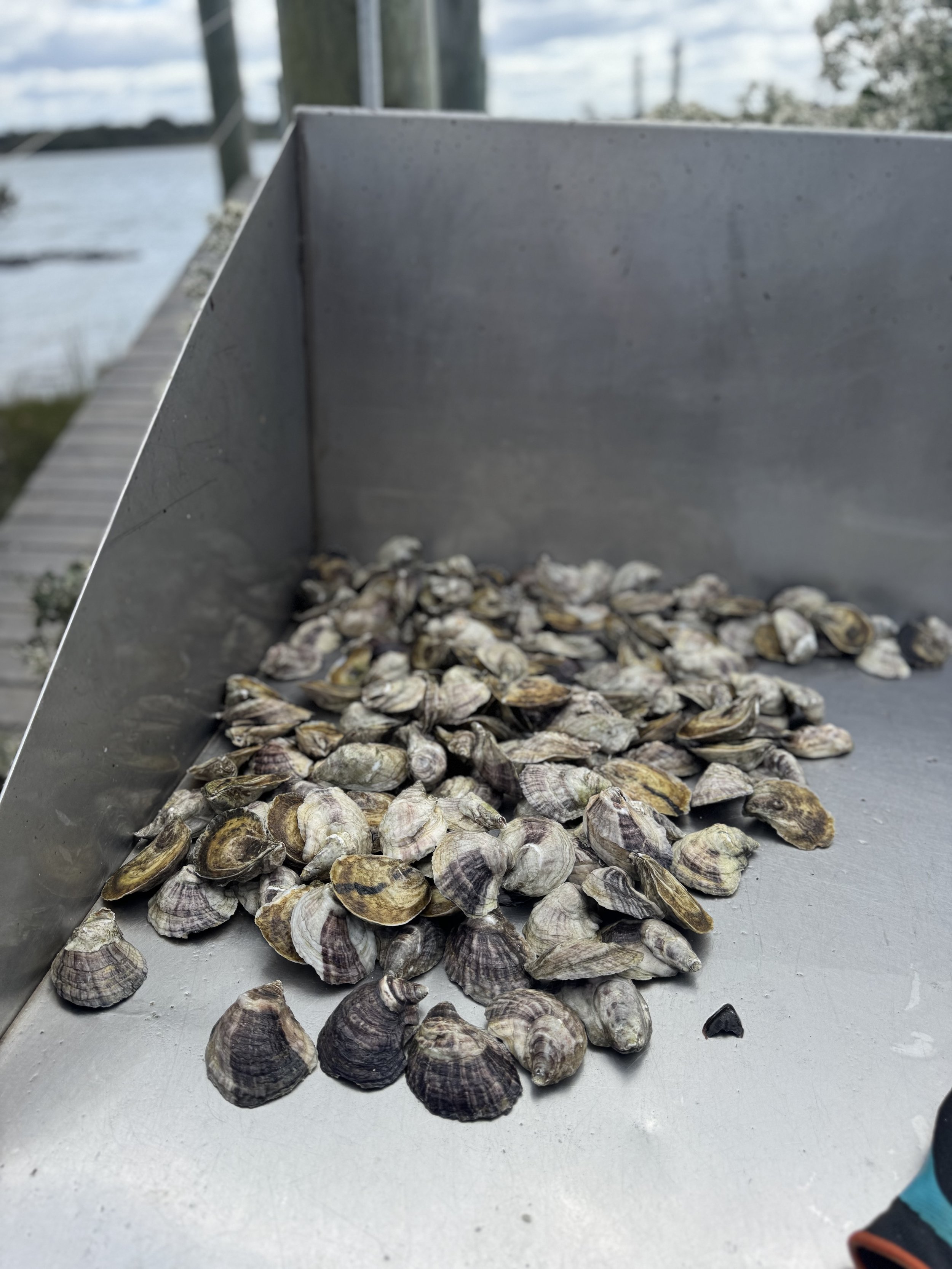 A metal tray filled with opened oyster shells outside near a body of water.