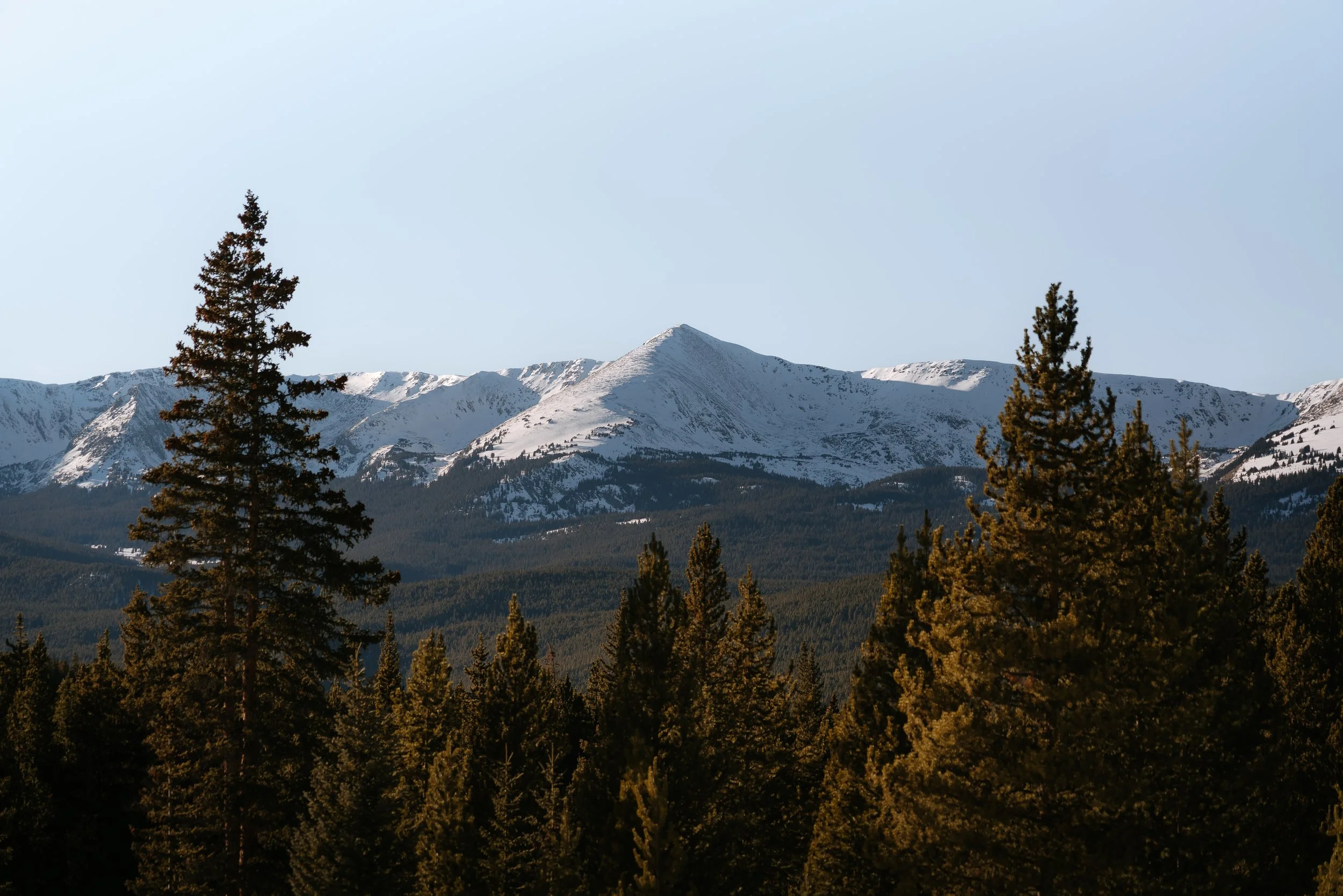 Snow-capped mountains behind a forest of tall pine trees under a clear blue sky.