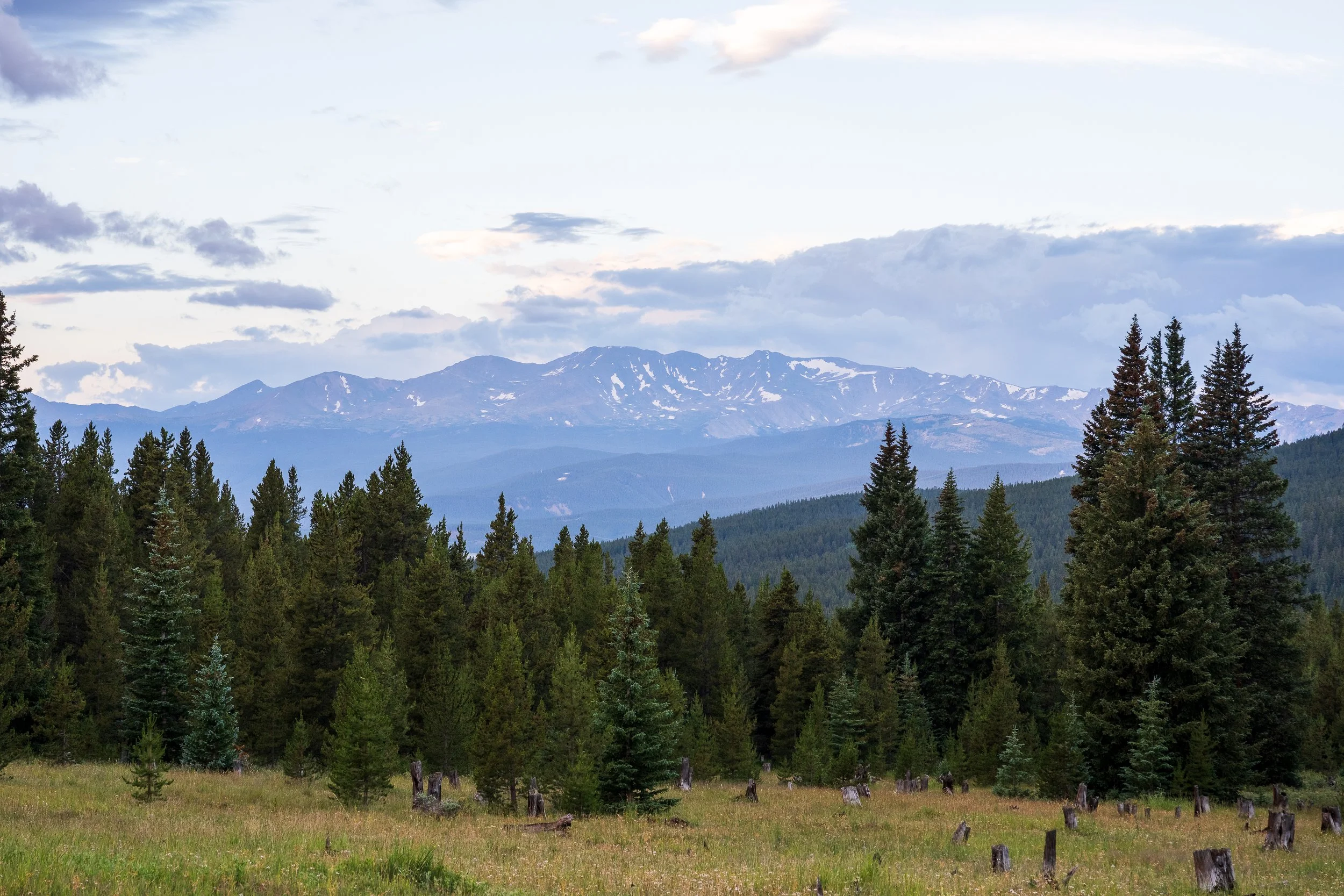 A landscape of distant snow-capped mountains under a sky with some clouds, bordered by a dense forest of conifer trees and a grassy foreground with tree stumps.
