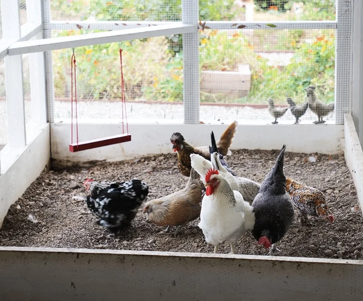 Why You Need a Chicken Coop in Today’s Society: (Ontario Guide) 