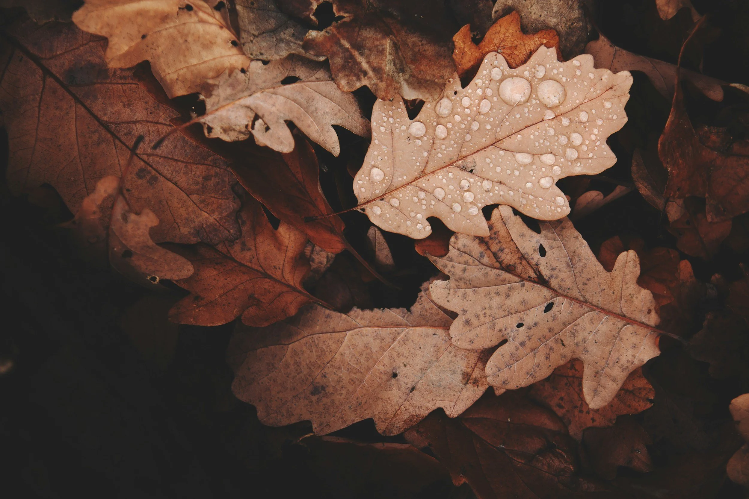 Close-up of fallen autumn leaves, with one light brown oak leaf covered in water droplets, lying among darker, dried leaves.