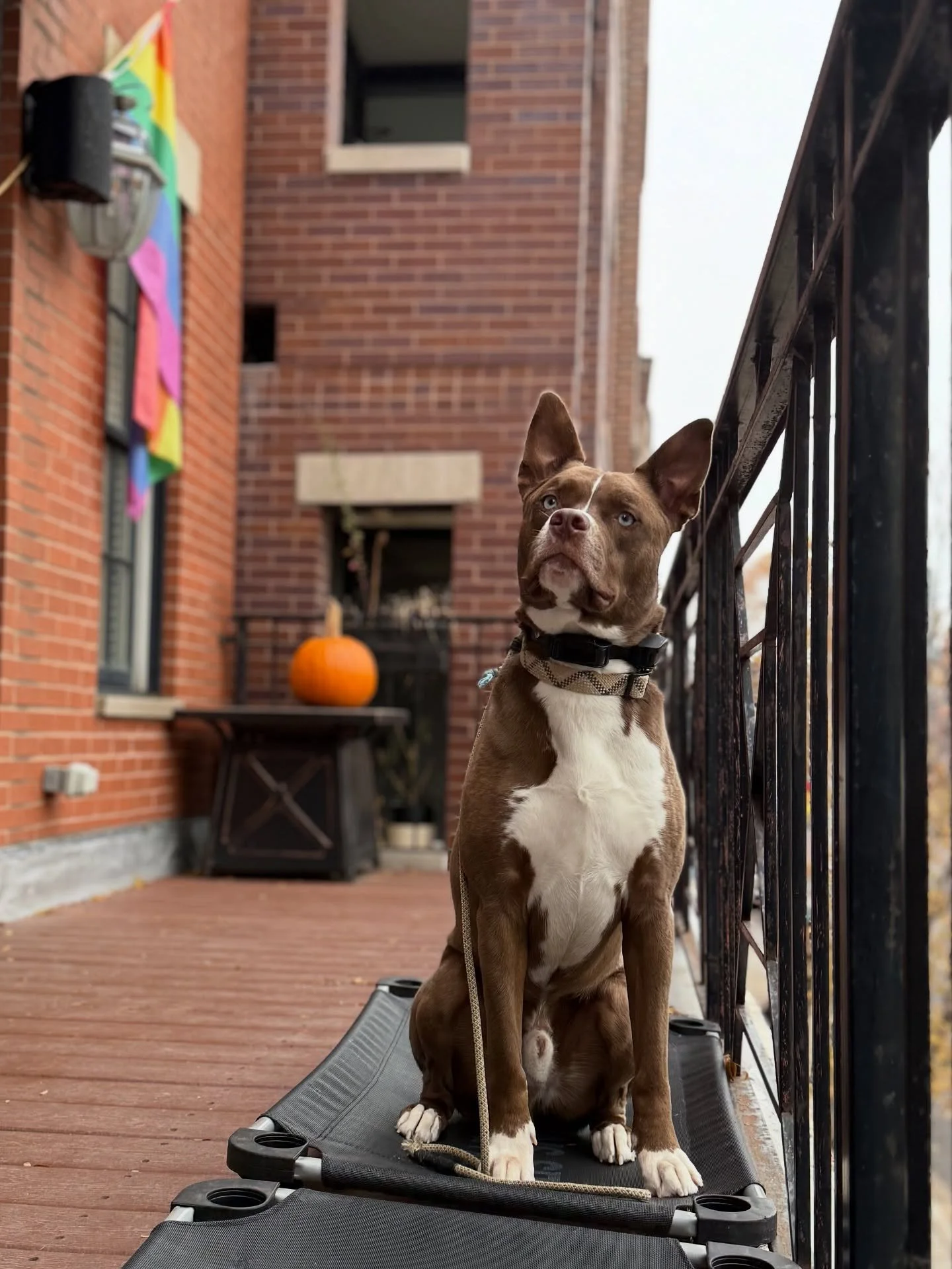&lsquo;Aziz&rsquo; in for his first day of training and boy is he stellar! 🤩😍

#KindredK9 #DogTraining #OffLeash #ConfidentDog #Obedience #DogsOfInstagram  #Training #AttentionTraining #InstaDog  #HappyDog #Dog #PittMix #Husky