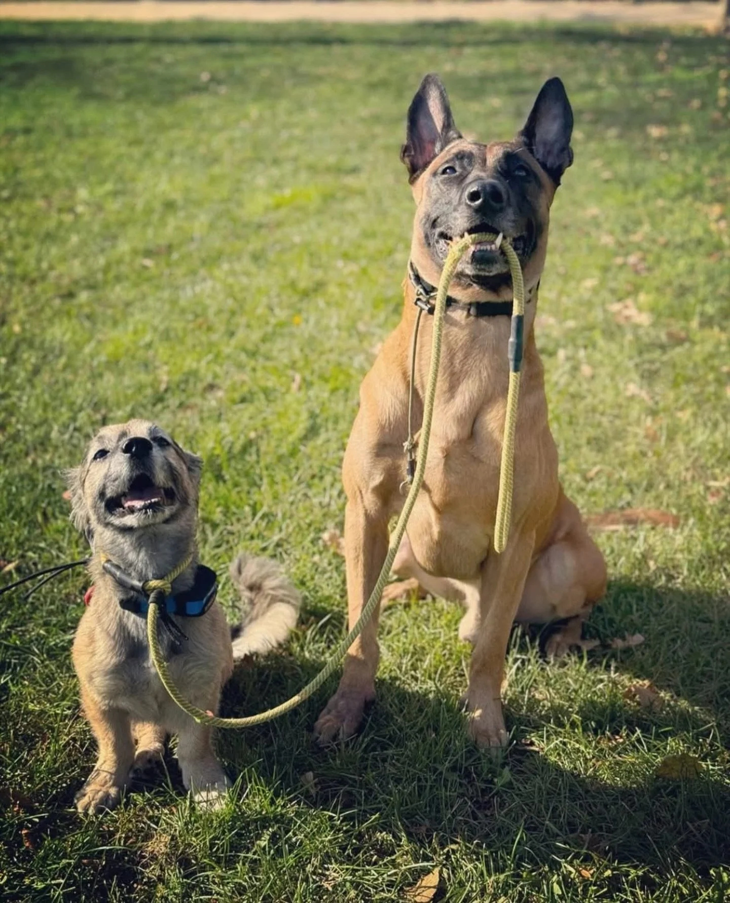 Day 1 for this handsome pup learning on an e-collar! 

Our e-collar training is all about building attention up to the handler so we may help our dogs learn to have confidence to face anything that life throws at them! 🙌🥰

#KindredK9 #DogTraining #
