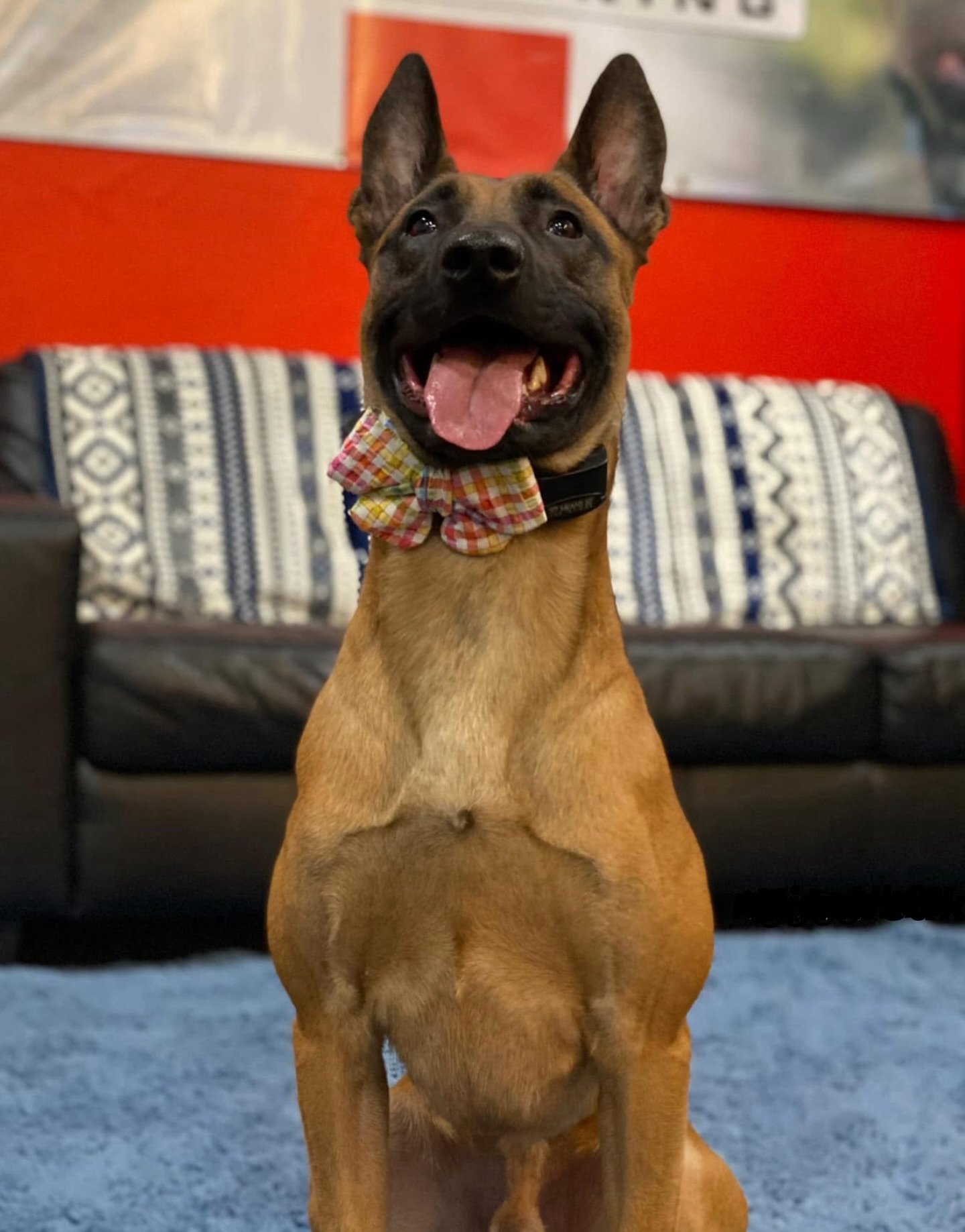 Call for a FREE consultation today! 
312-618-WOOF (9663)

#KindredK9 #DogTraining #OffLeash #ConfidentDog #Obedience #DogsOfInstagram  #Training #AttentionTraining #InstaDog  #HappyDog #Dog #Malinois #WorkingDog