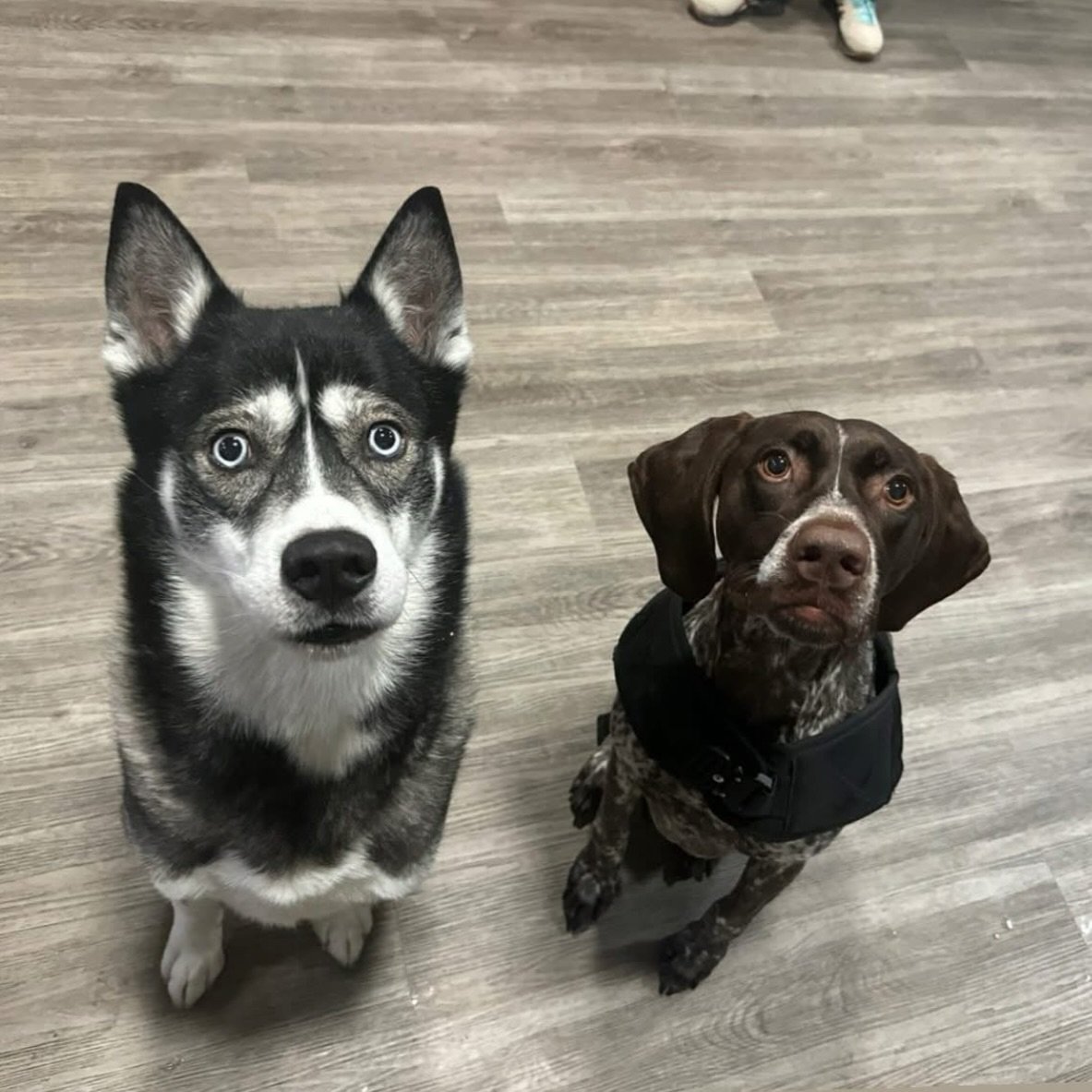 😍🥹

#KindredK9 #DogTraining #OffLeash #ConfidentDog #Obedience #DogsOfInstagram  #Training #AttentionTraining #InstaDog  #HappyDog #Dog #Husky #GSP #Pointer