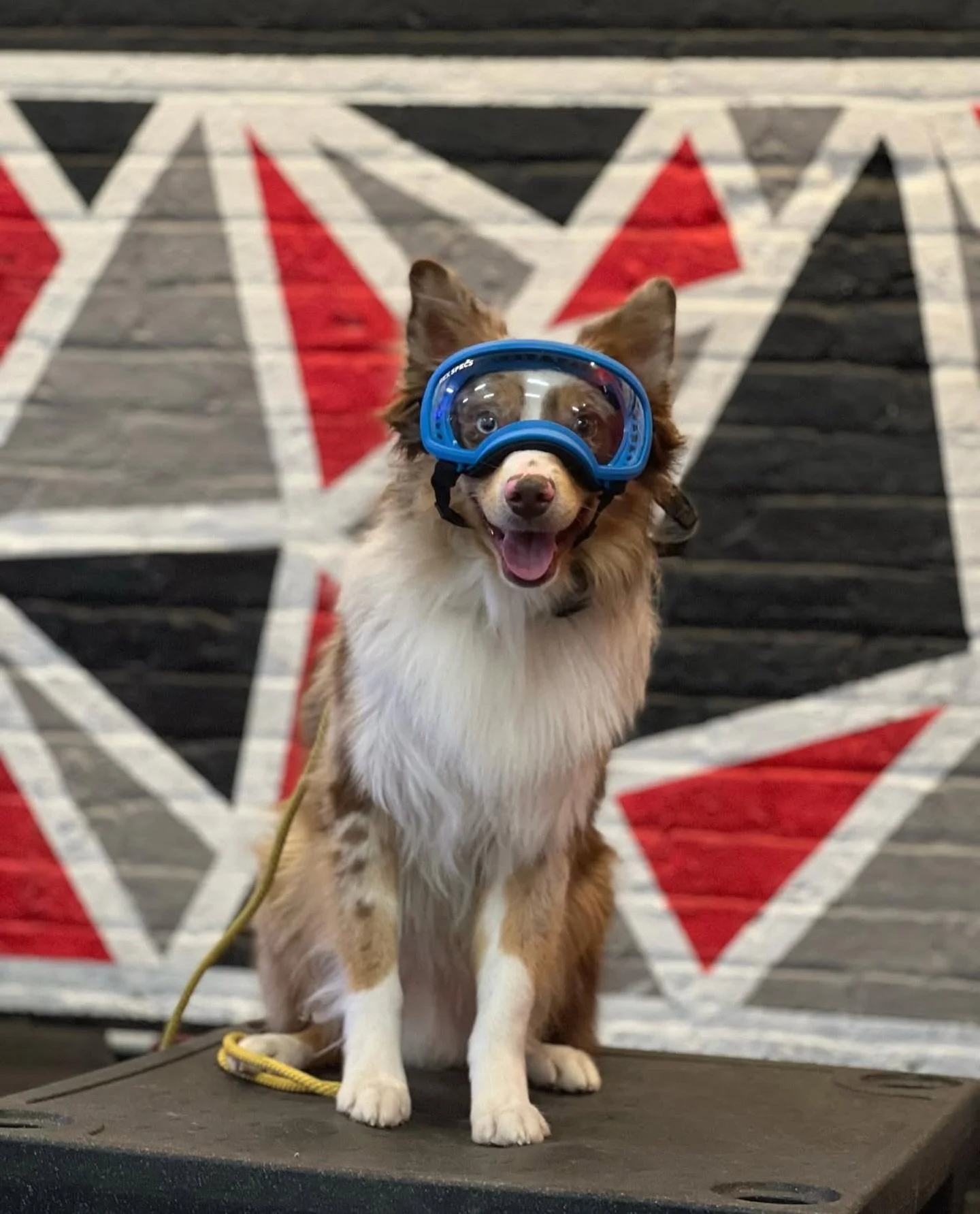 &lsquo;Max&rsquo; getting familiar to his new goggles for when riding with his Dad on a bike around Chicago 🐶 🤓 

#KindredK9 #DogTraining #OffLeash #ConfidentDog #Obedience #DogsOfInstagram  #Training #AttentionTraining #InstaDog  #HappyDog #Dog #A