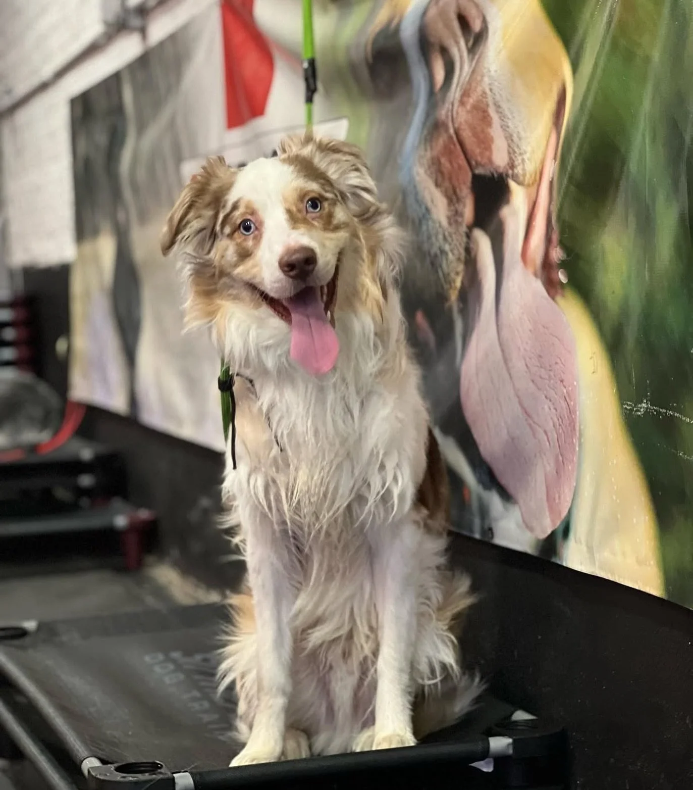 The deeper you practice impulse control, the deeper your dog is able to handle stressful situations.
For when your dog has a calm and focused mindset..that&rsquo;s when they learn the deepest. 🥰💯
✨ Calm, Clear &amp; Confident ✨ 

#KindredK9 #DogTra