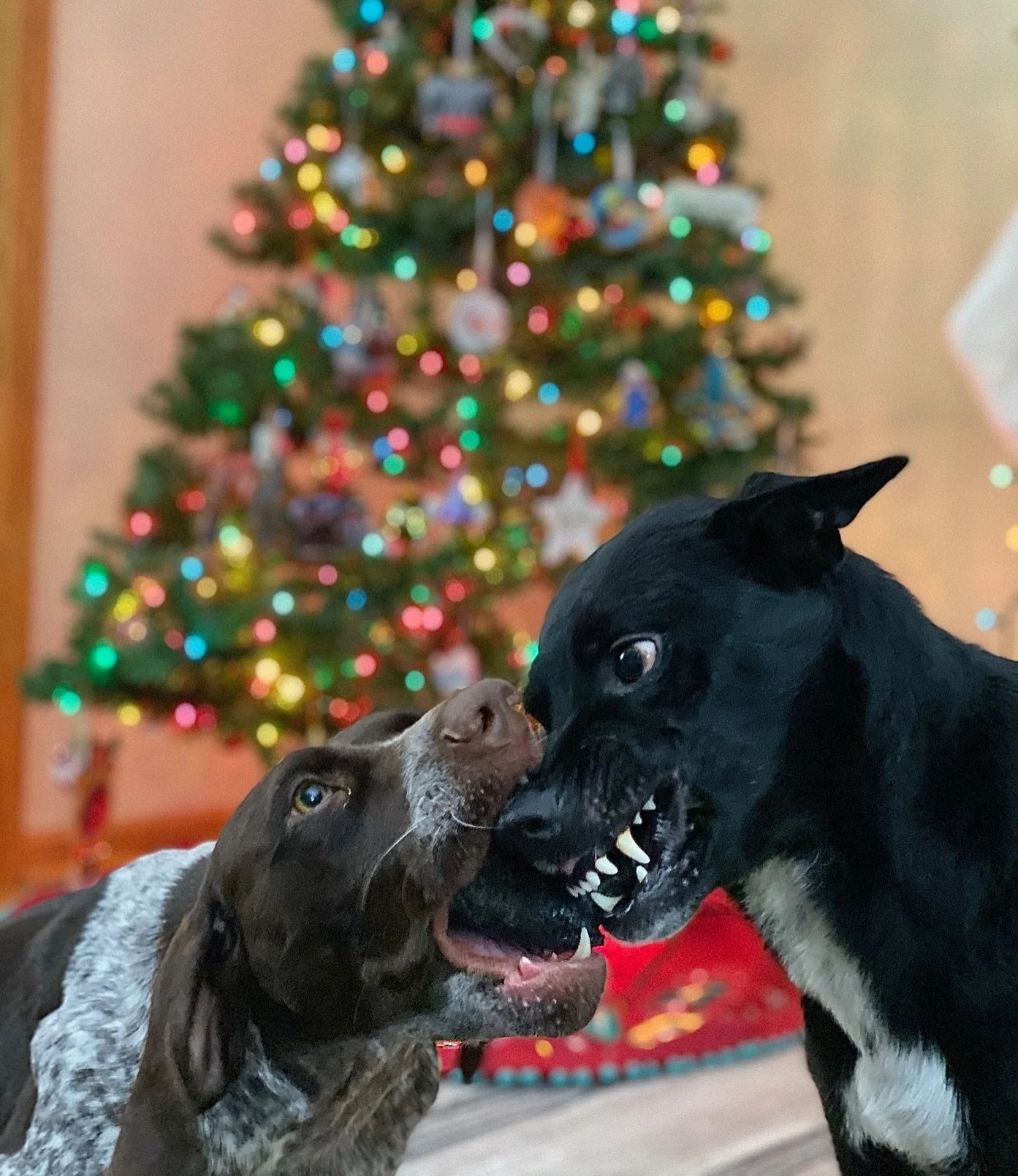 Did you make the NICE list? 
Or were you on the NAUGHTY list this year? 😁🙃🥰

@sky.and.rain.the.doggitos 
#NaughtyOrNice 
#KindredK9 #DogTraining #OffLeash #ConfidentDog #Obedience #DogsOfInstagram  #Training #AttentionTraining #InstaDog  #HappyDog