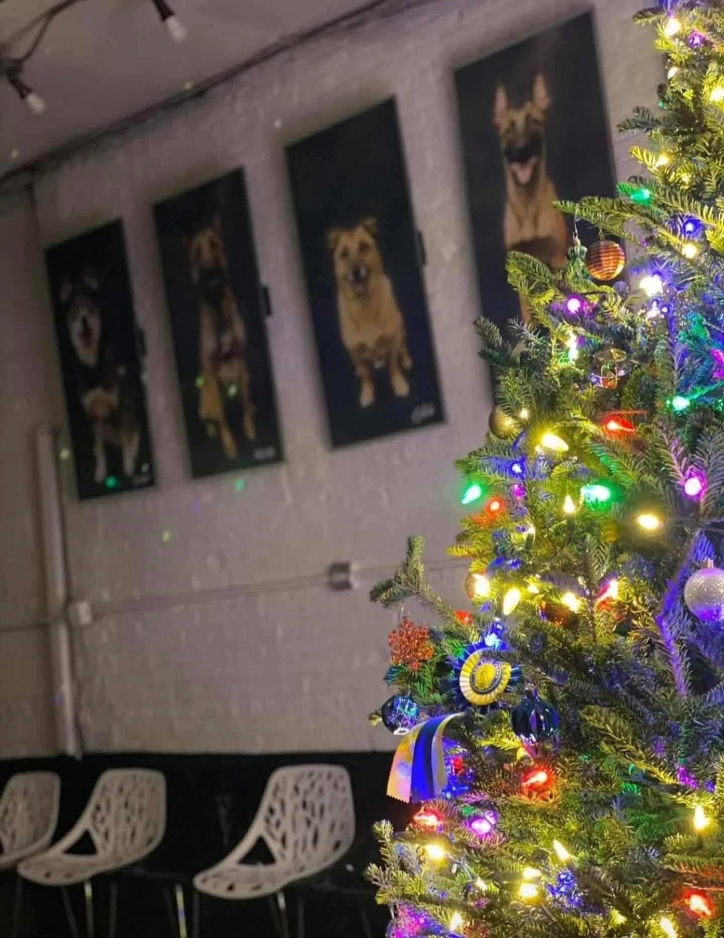 Spread the love &amp; joy! 🌲 ❤️ 

#KindredK9 #DogTraining #OffLeash #ConfidentDog #Obedience #DogsOfInstagram  #Training #AttentionTraining #InstaDog  #HappyDog #Dog