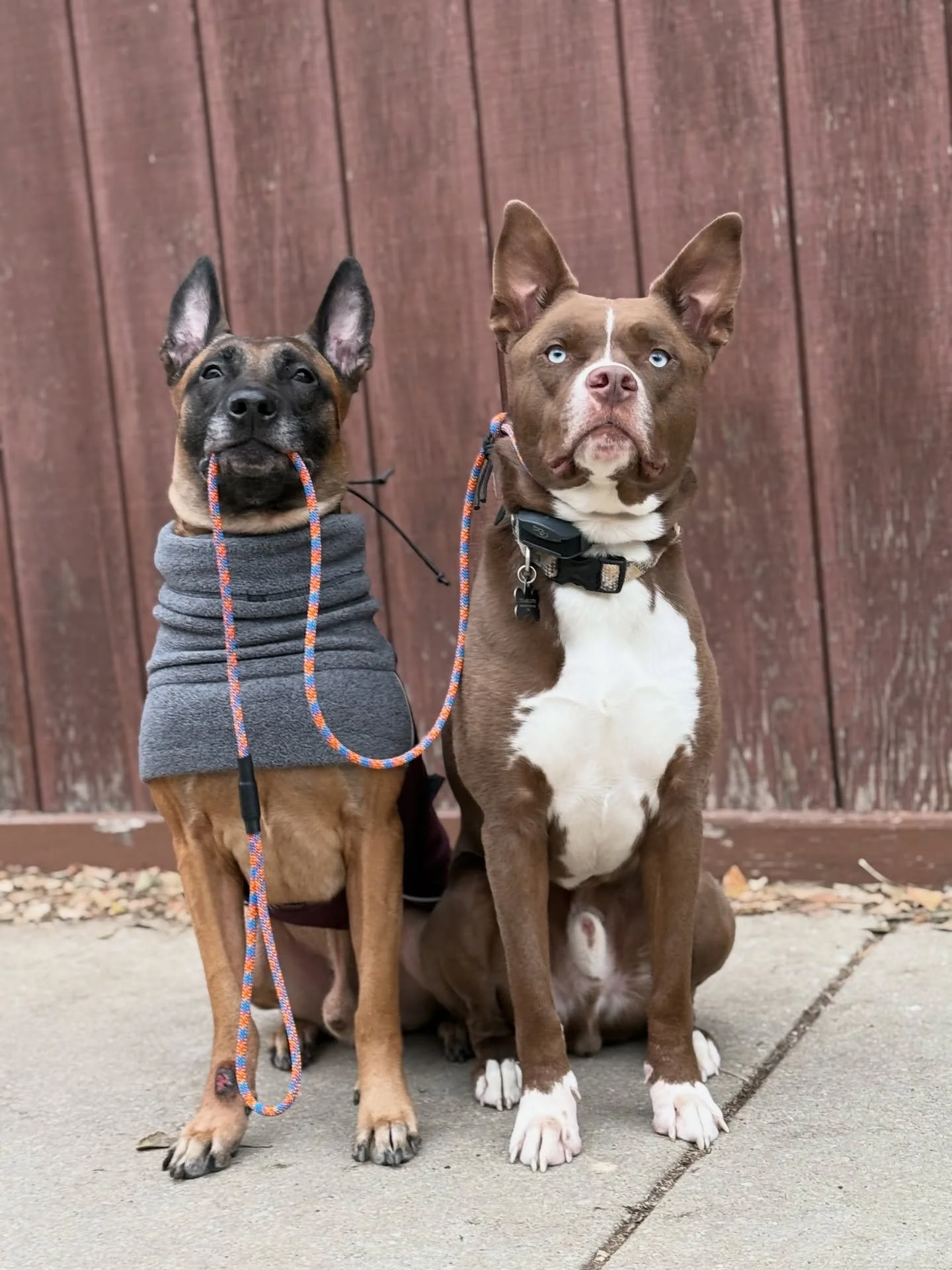 Just another stroll outside on another beautiful winter day! 🥰
Enjoy the warmer weather while we got it Chicago! 

#KindredK9 #DogTraining #OffLeash #ConfidentDog #Obedience #DogsOfInstagram  #Training #AttentionTraining #InstaDog  #HappyDog #Dog #M